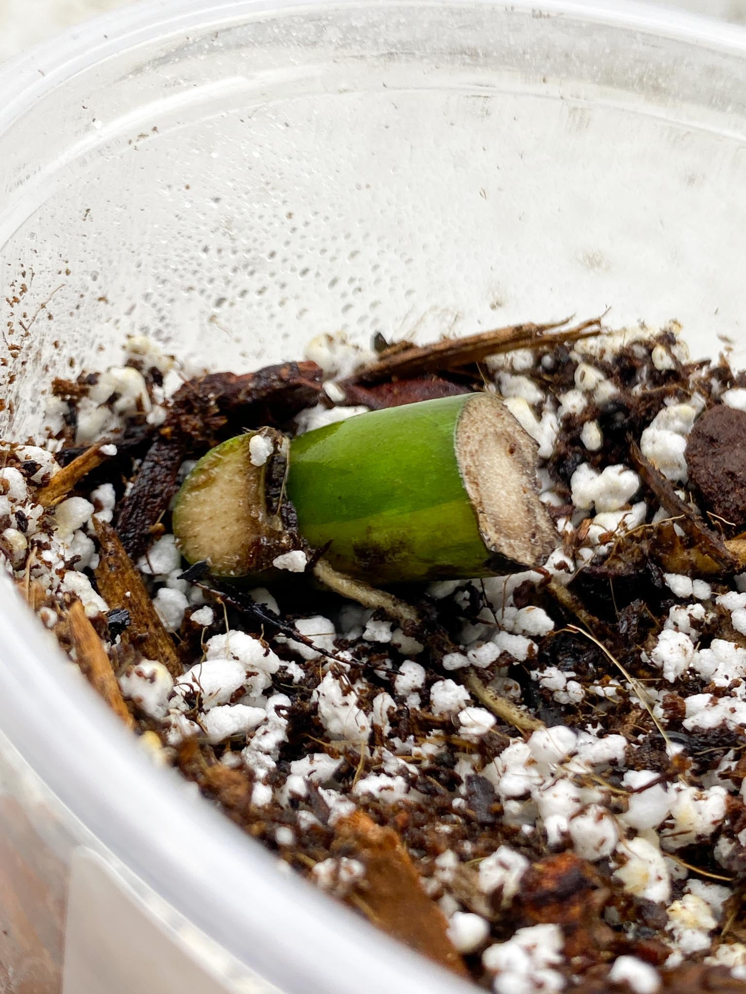 Monstera Aurea Tricolor 1 Node Rooted
