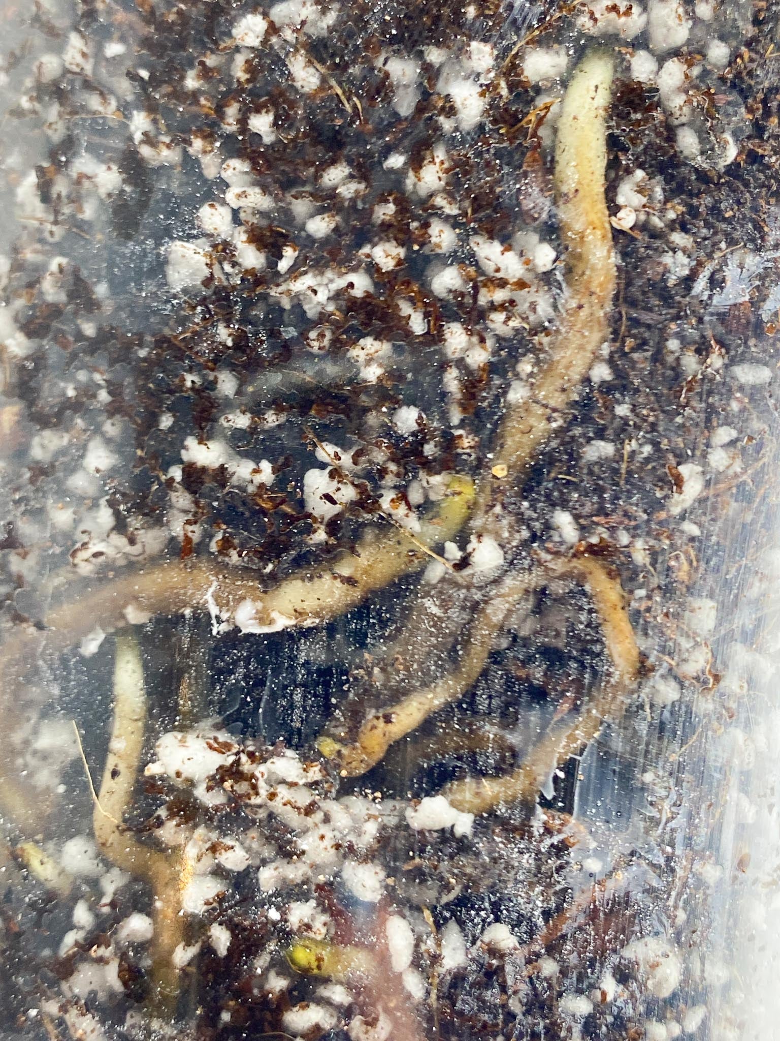 Monstera Aurea Tricolor 1 Node Rooted