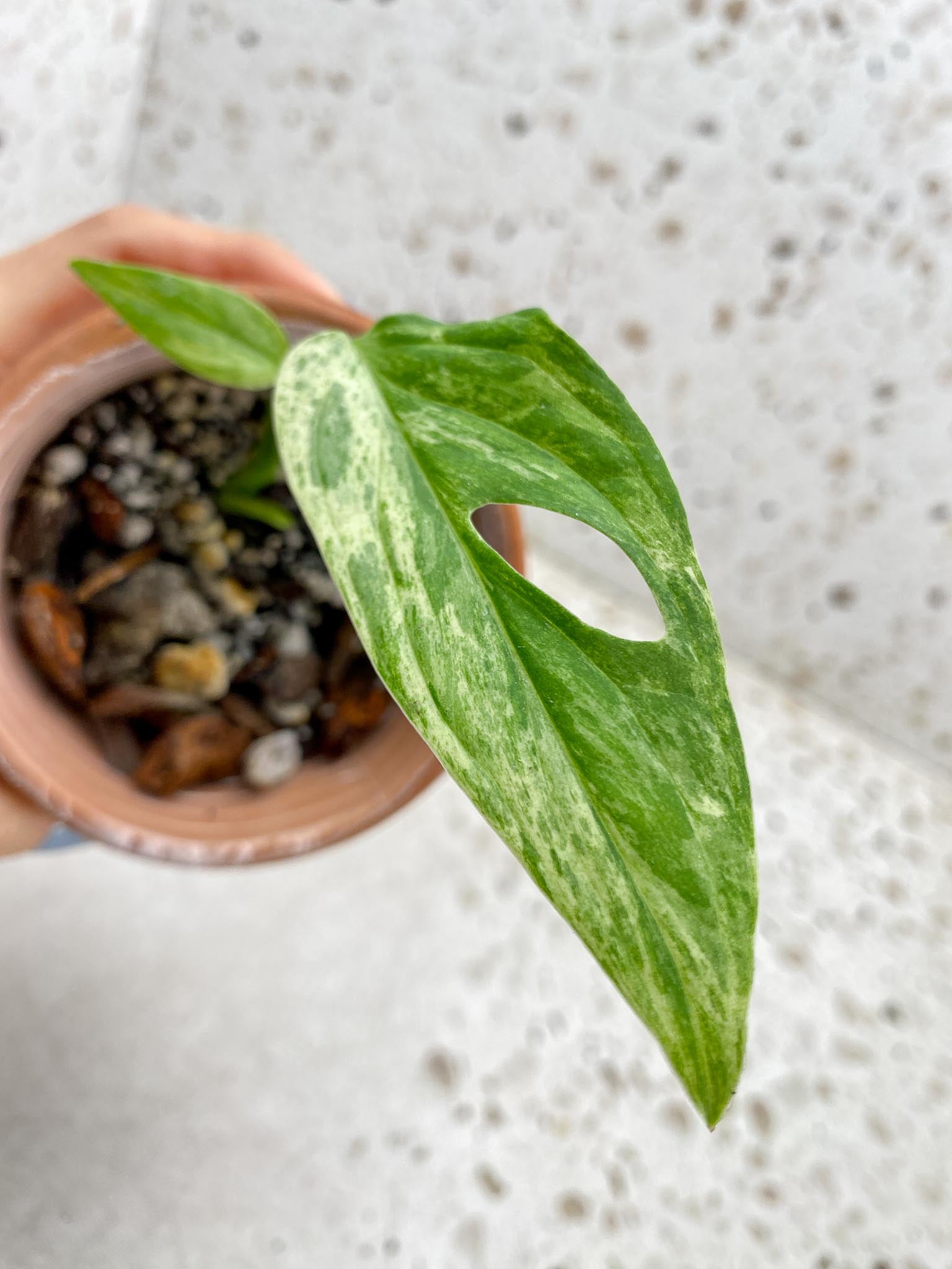 *Monstera Adansonii European Mint 2 Leaves 2 Nodes Top Cutting Rooted