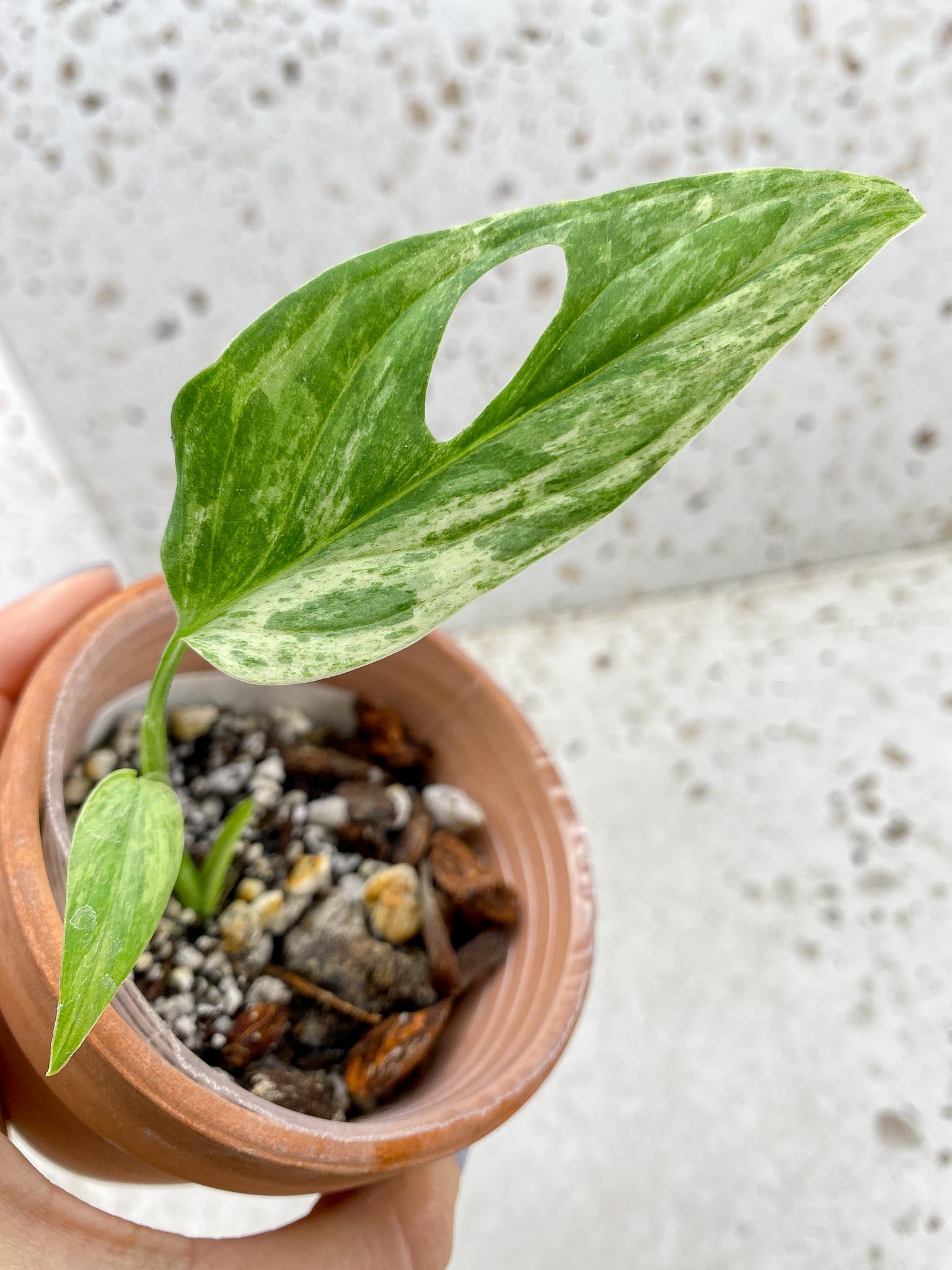 *Monstera Adansonii European Mint 2 Leaves 2 Nodes Top Cutting Rooted