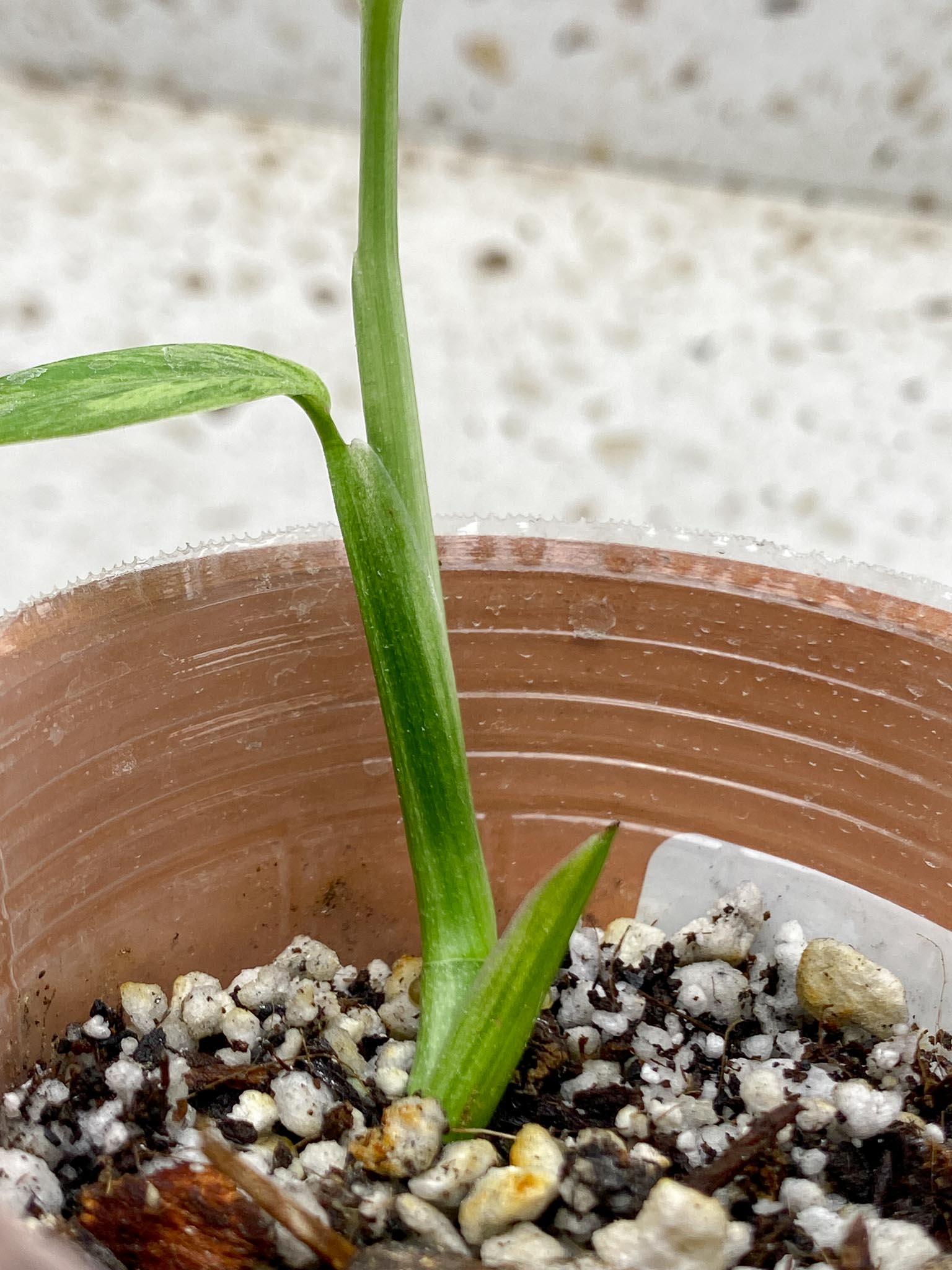 *Monstera Adansonii European Mint 2 Leaves 2 Nodes Top Cutting Rooted