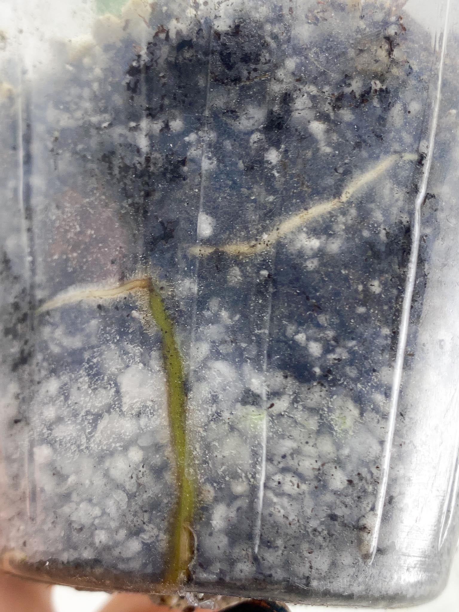 *Monstera Adansonii European Mint 2 Leaves 2 Nodes Top Cutting Rooted