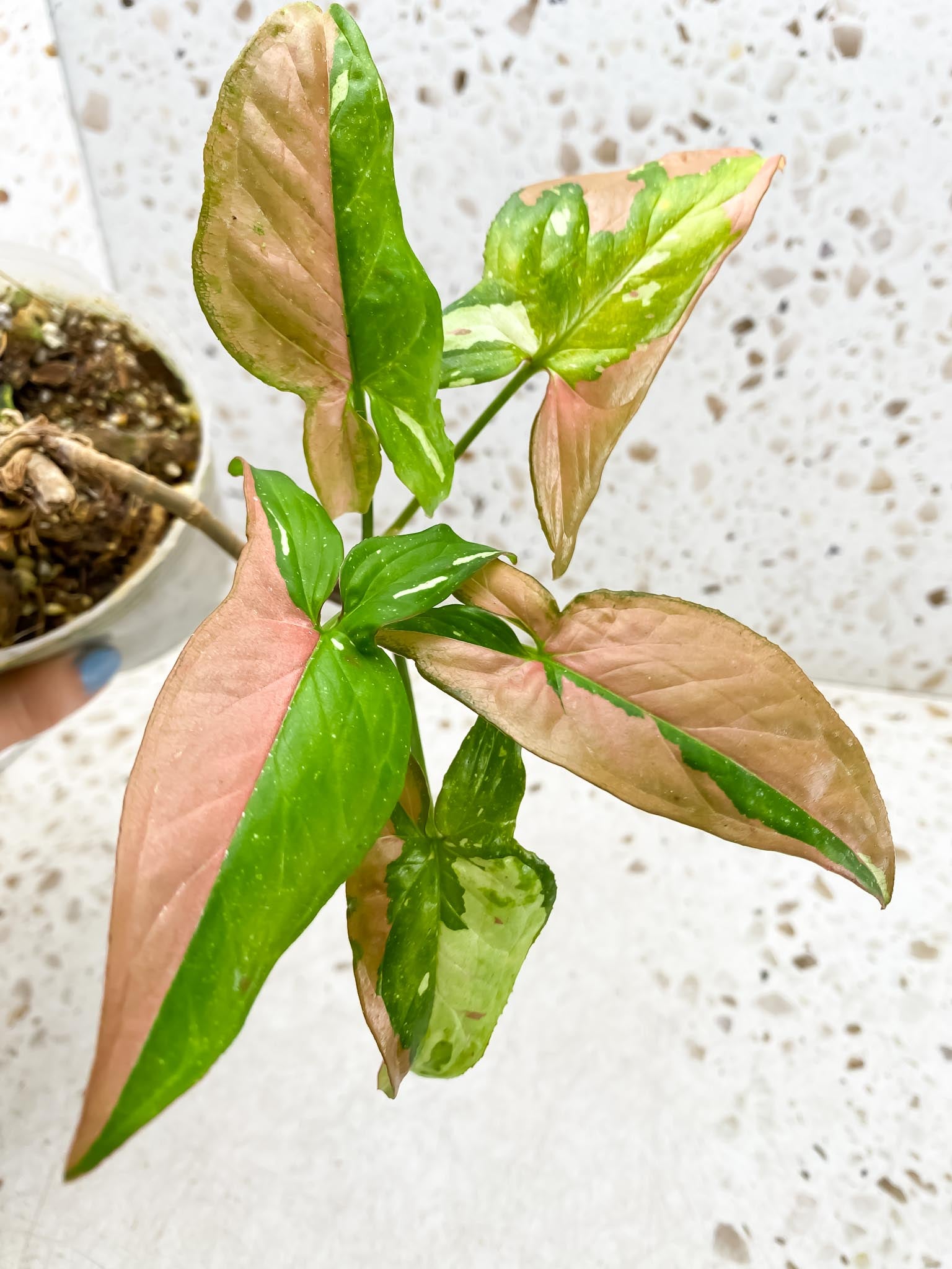 Syngonium Red spot Tricolor Multiple Leaves Multiple Nodes Highly Variegated Rooted
