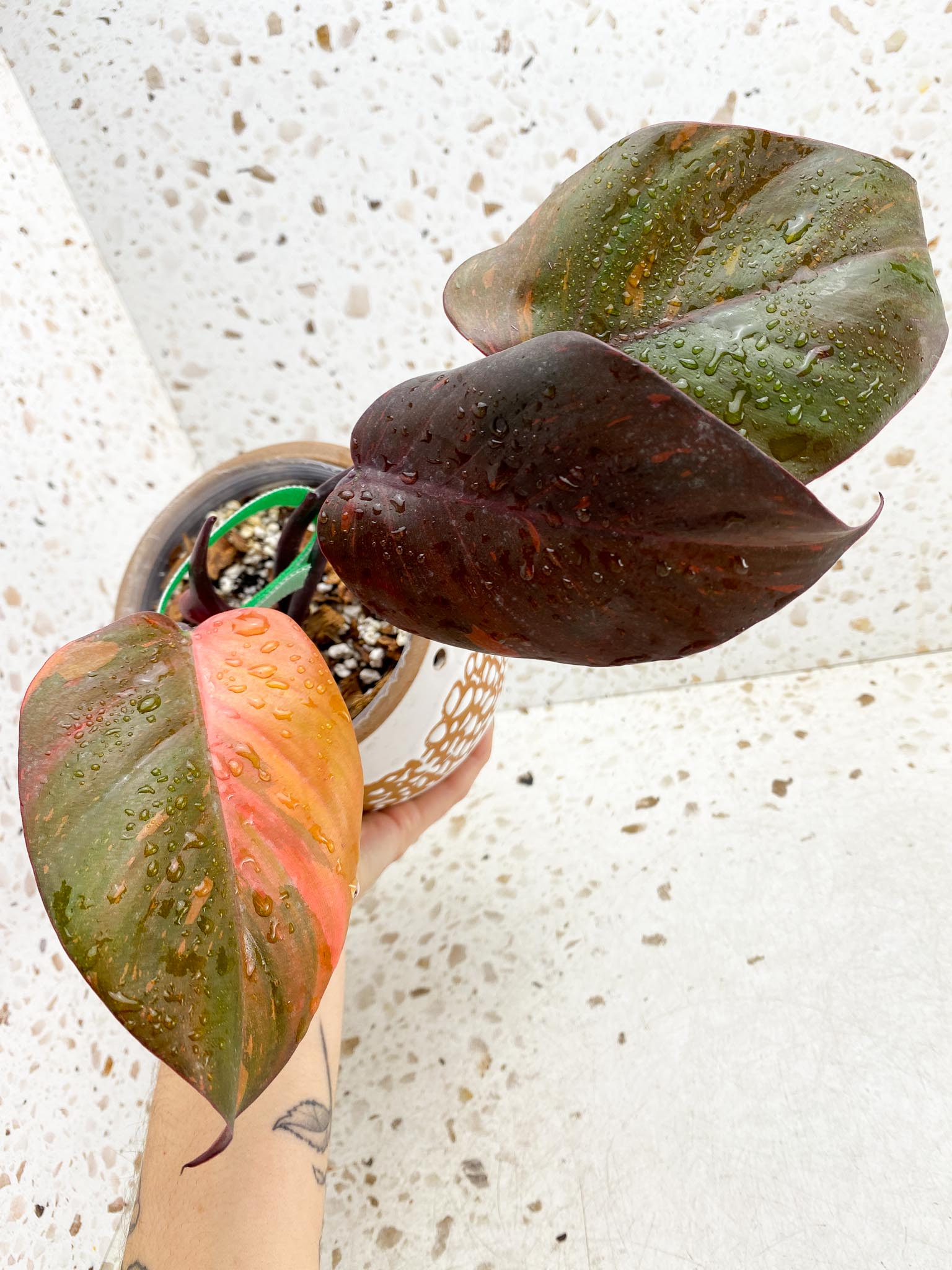 Philodendron Orange Princess Variegated 3 Leaves 4 Nodes 1 Sprout Top Cutting Rooted