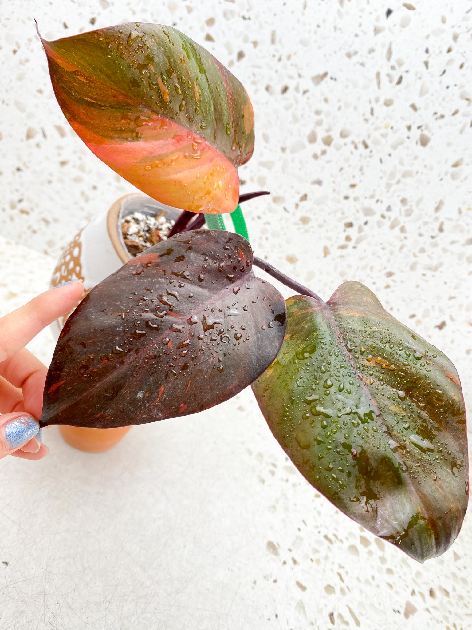 Philodendron Orange Princess Variegated 3 Leaves 4 Nodes 1 Sprout Top Cutting Rooted