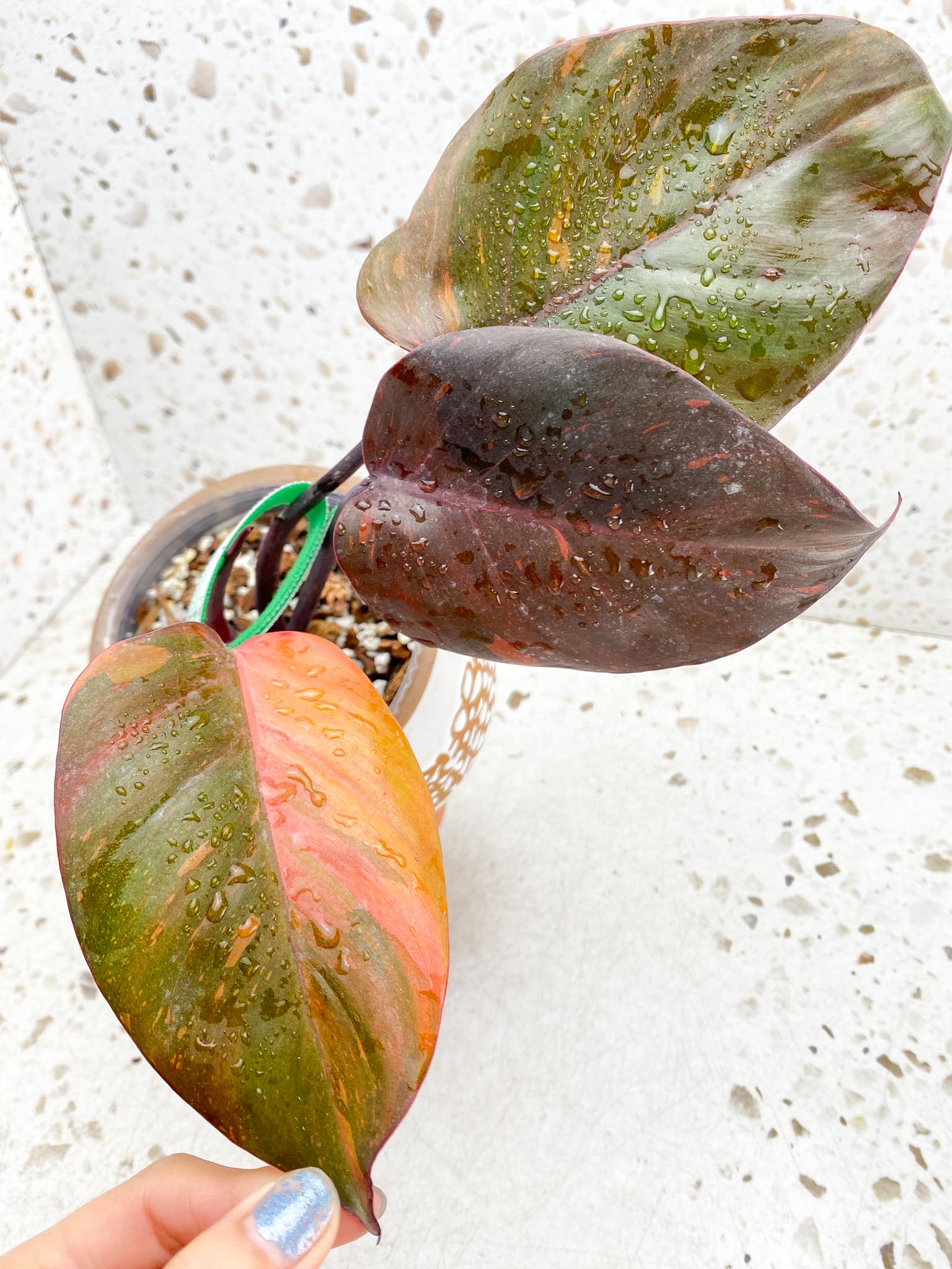 Philodendron Orange Princess Variegated 3 Leaves 4 Nodes 1 Sprout Top Cutting Rooted