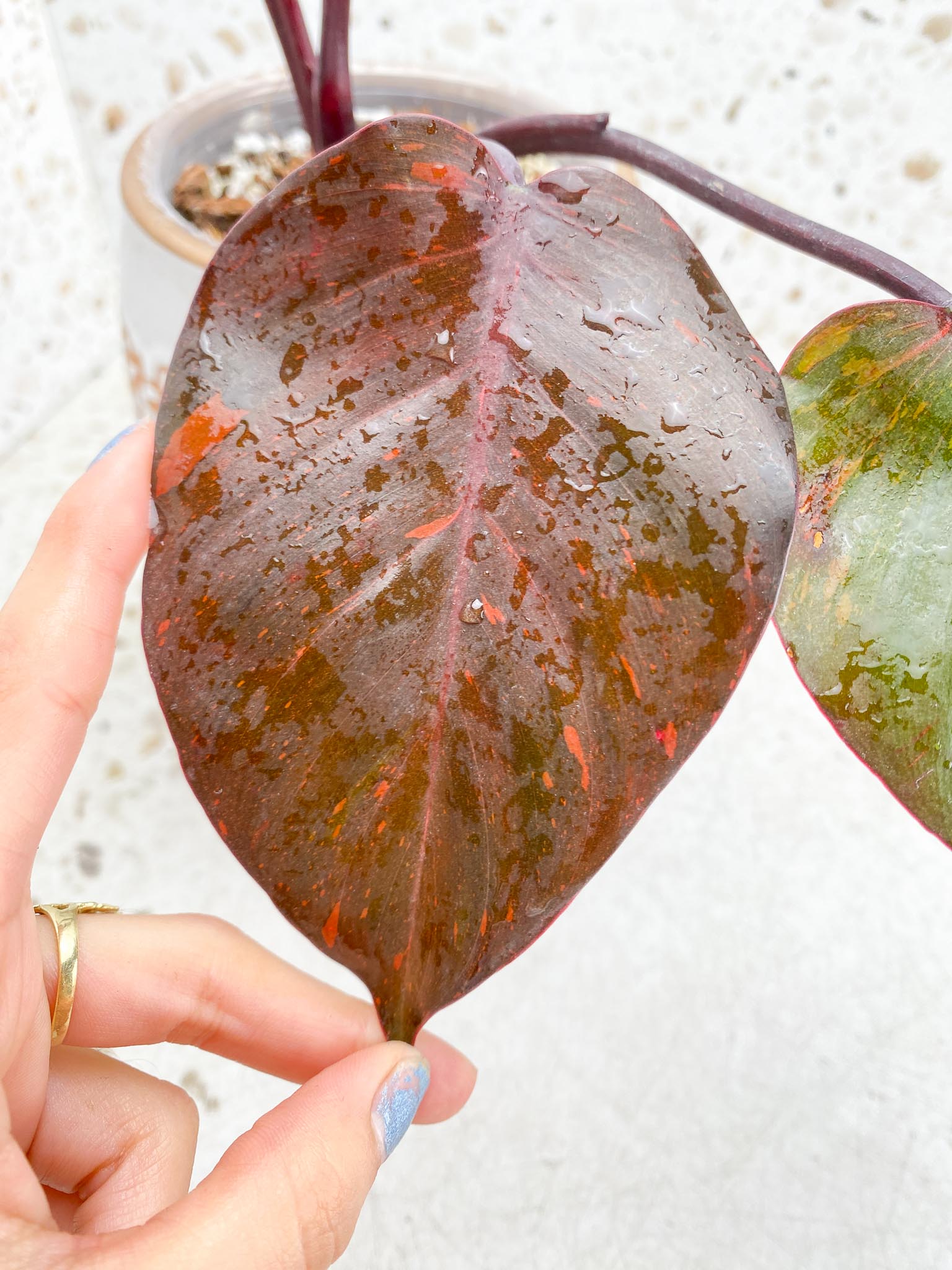 Philodendron Orange Princess Variegated 3 Leaves 4 Nodes 1 Sprout Top Cutting Rooted