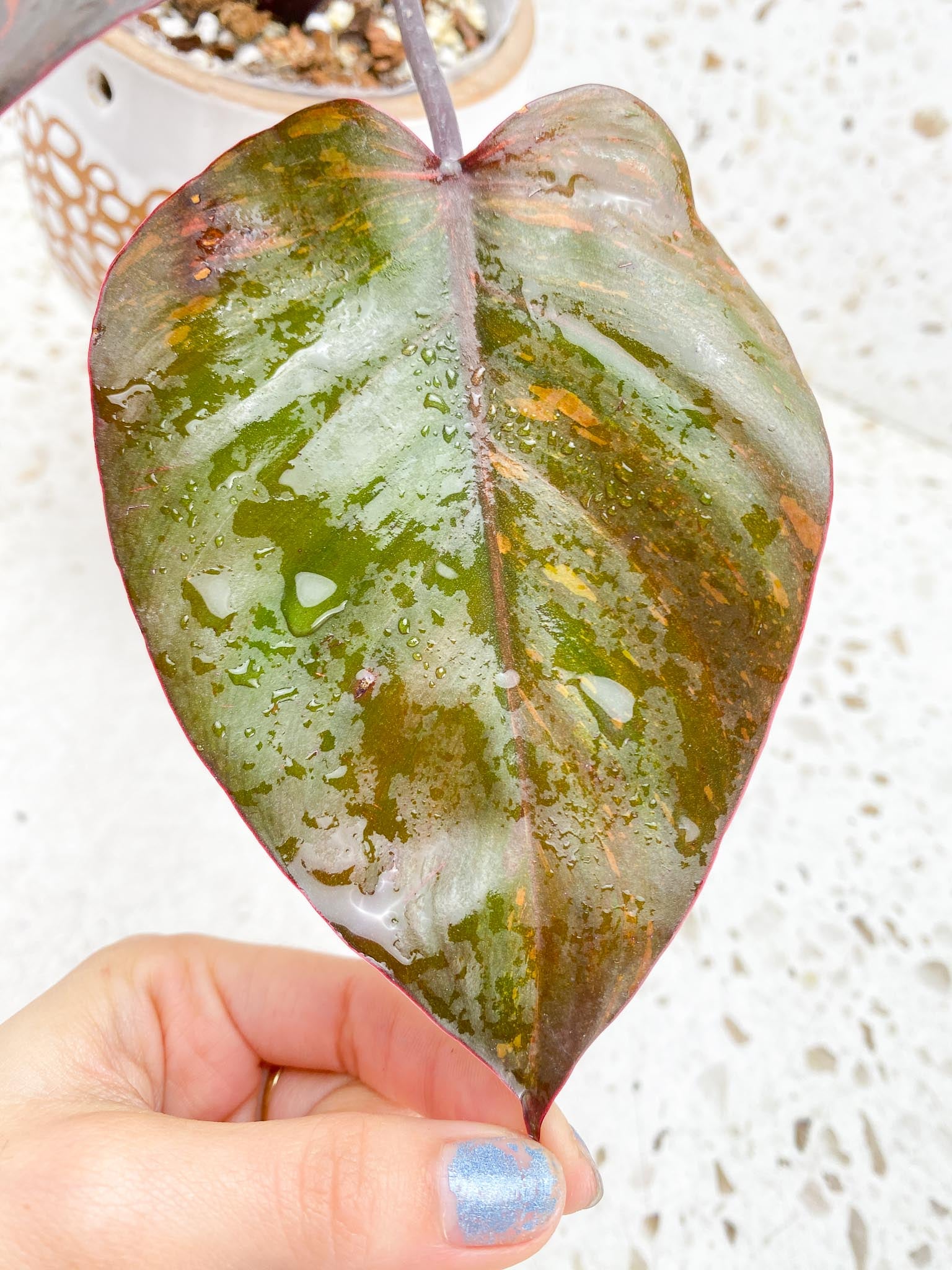 Philodendron Orange Princess Variegated 3 Leaves 4 Nodes 1 Sprout Top Cutting Rooted