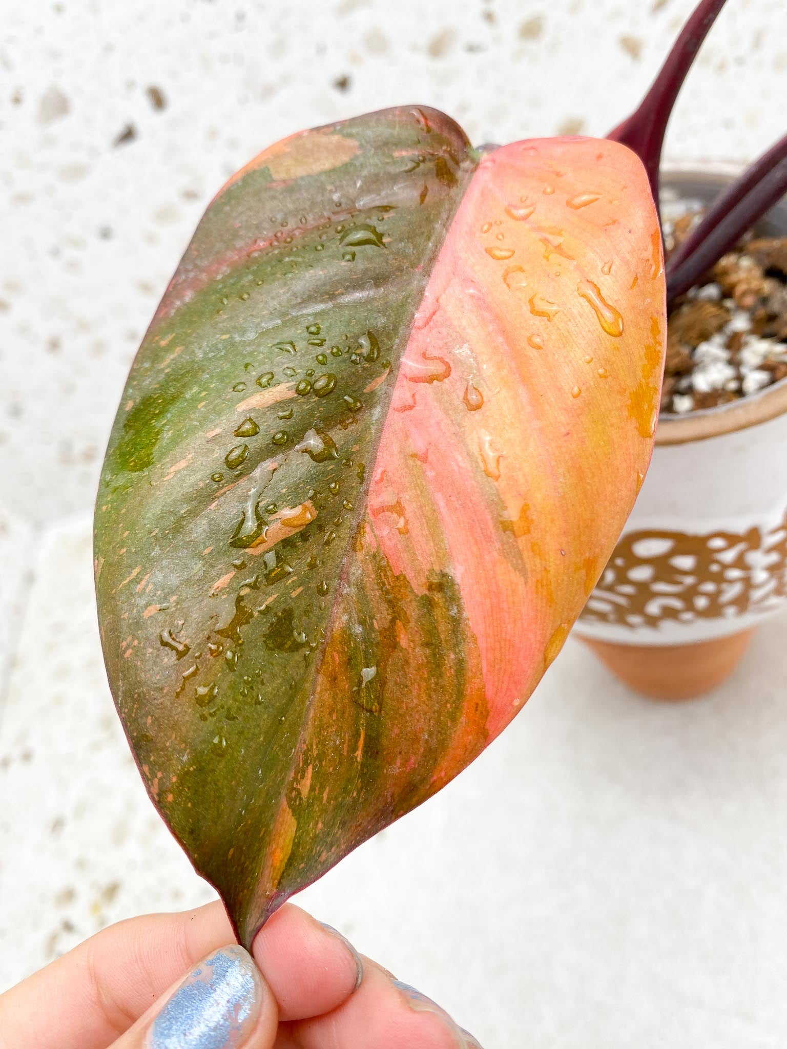 Philodendron Orange Princess Variegated 3 Leaves 4 Nodes 1 Sprout Top Cutting Rooted