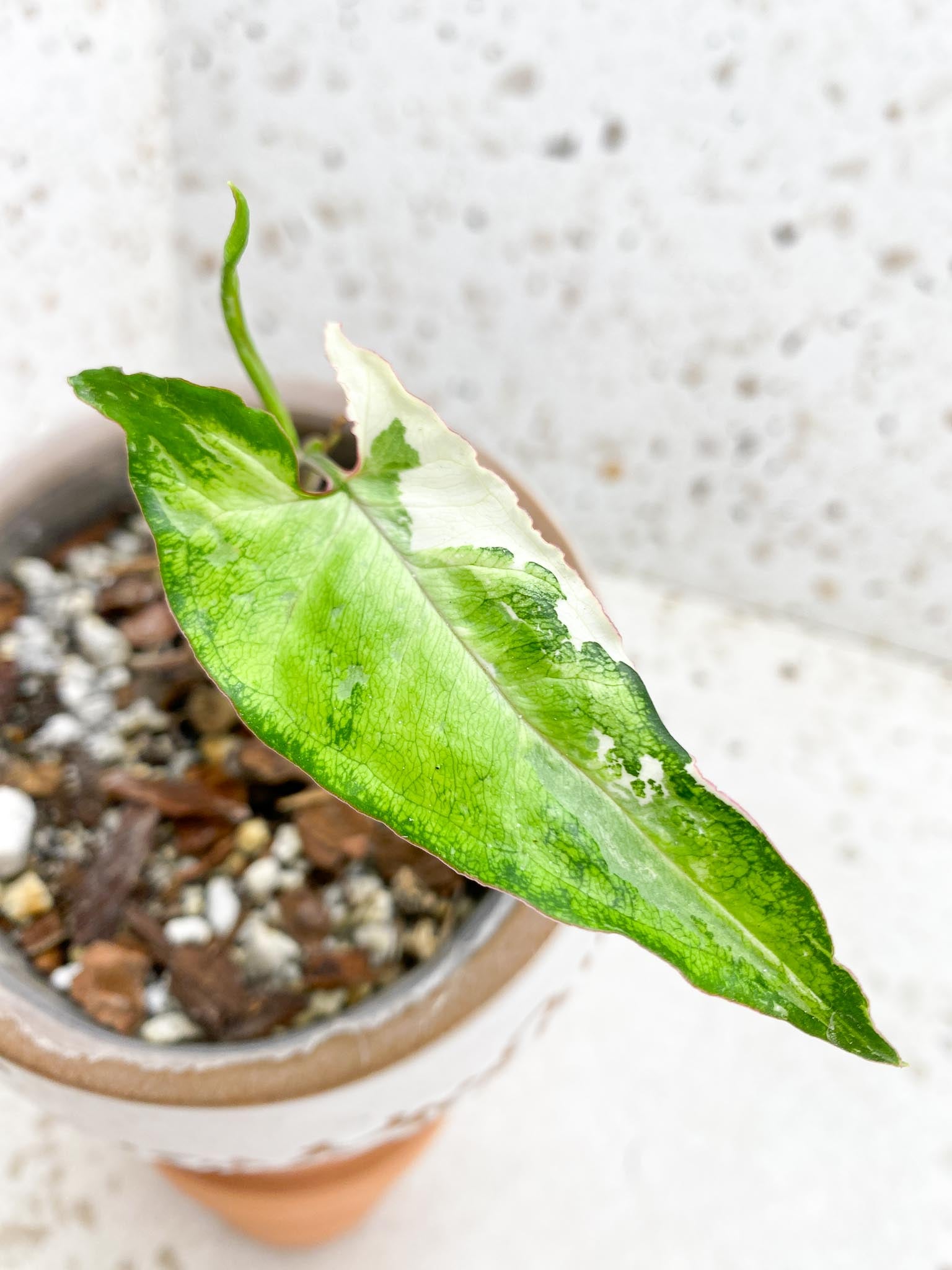 Syngonium Angustatum Variegated 1 Leaf Multiple Nodes 1 Sprout Rooted