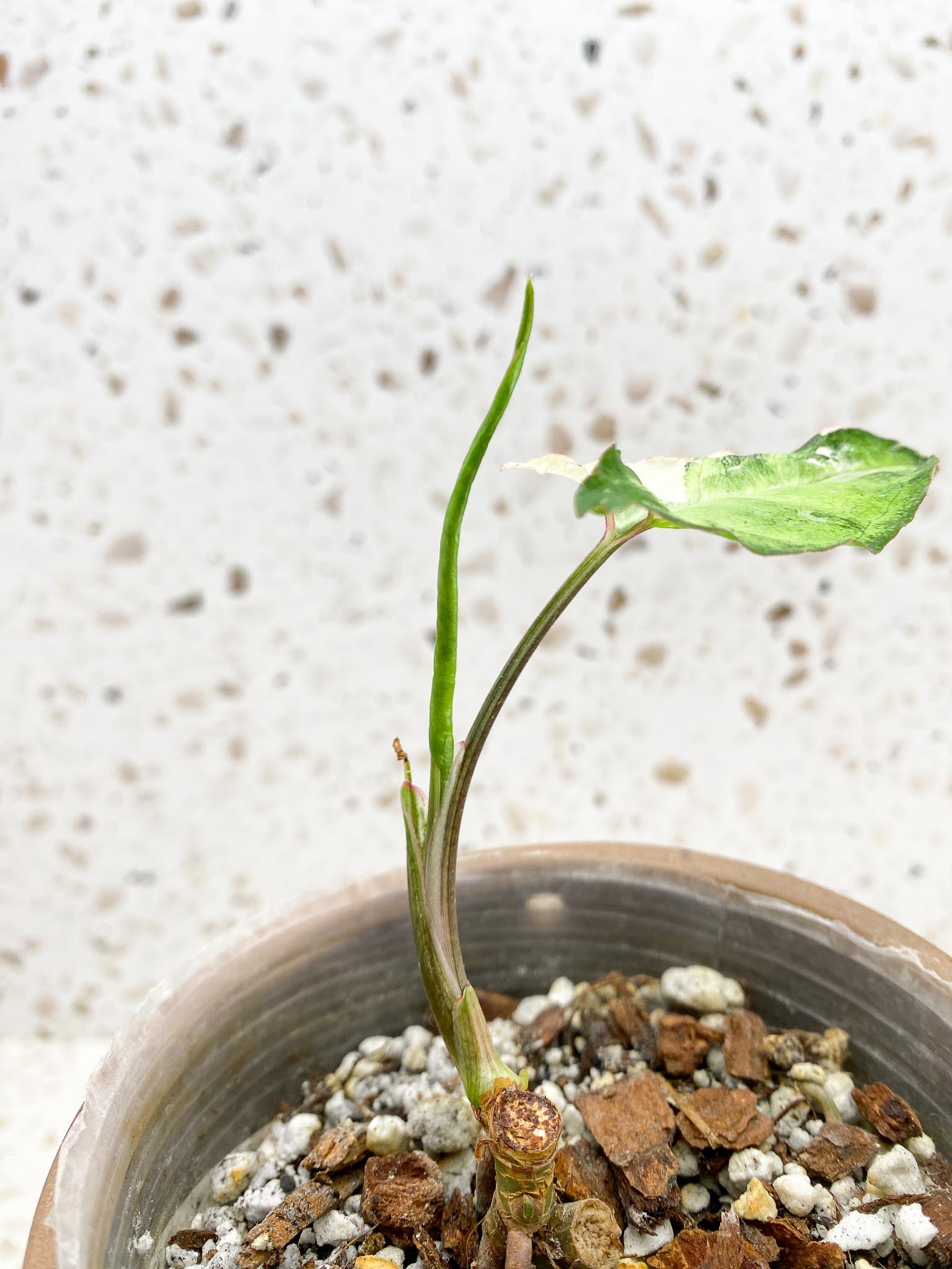 Syngonium Angustatum Variegated 1 Leaf Multiple Nodes 1 Sprout Rooted