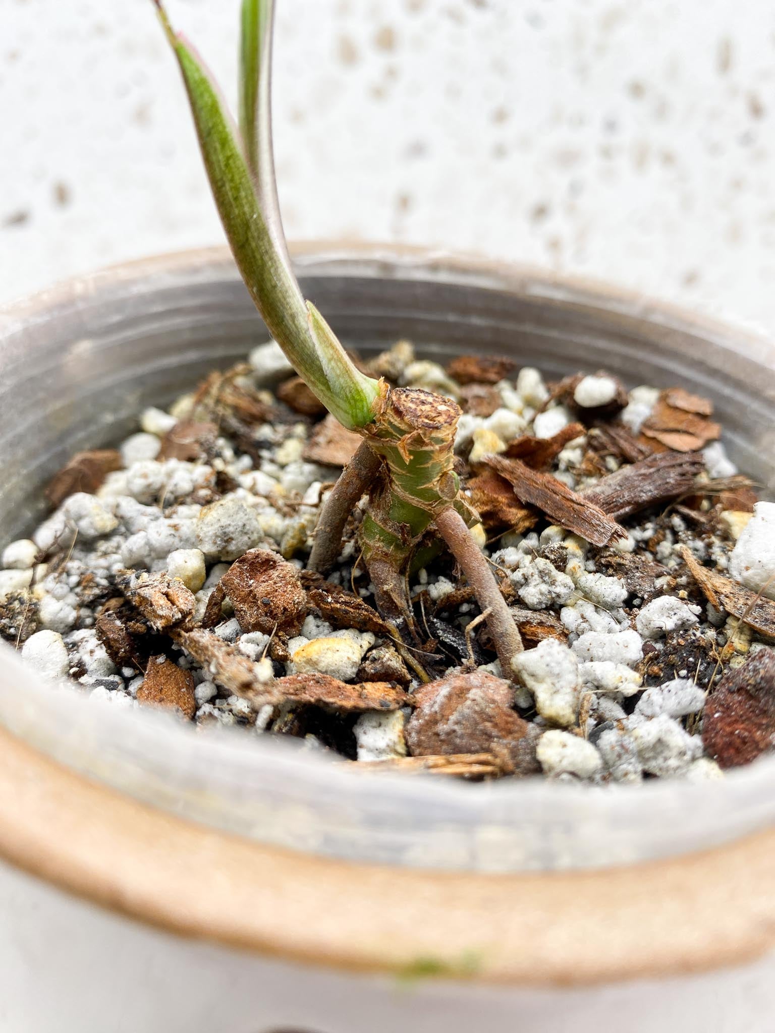 Syngonium Angustatum Variegated 1 Leaf Multiple Nodes 1 Sprout Rooted