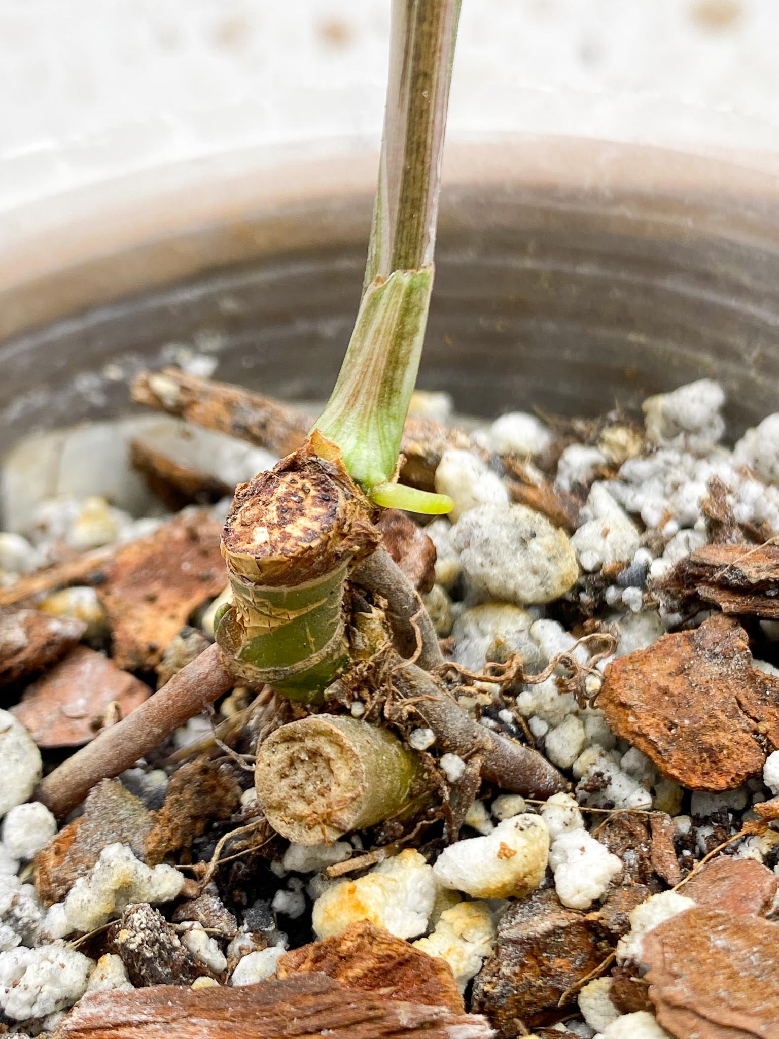 Syngonium Angustatum Variegated 1 Leaf Multiple Nodes 1 Sprout Rooted