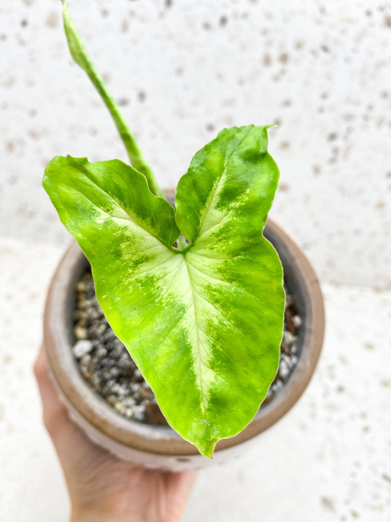 Syngonium Angustatum Variegated 2 Leaves Multiple Nodes 1 Sprout Rooted