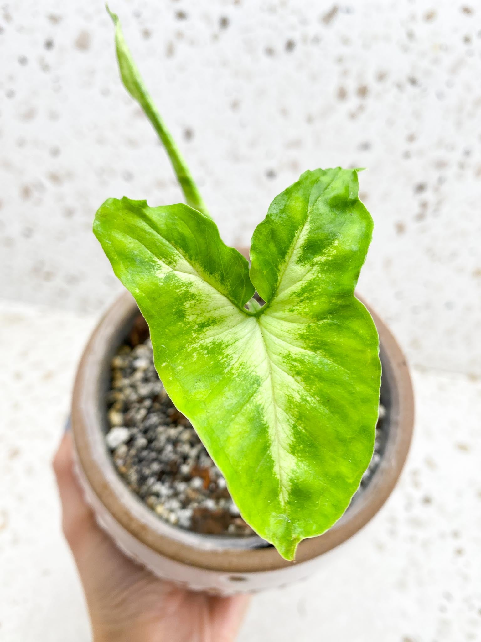 Syngonium Angustatum Variegated 2 Leaves Multiple Nodes 1 Sprout Rooted