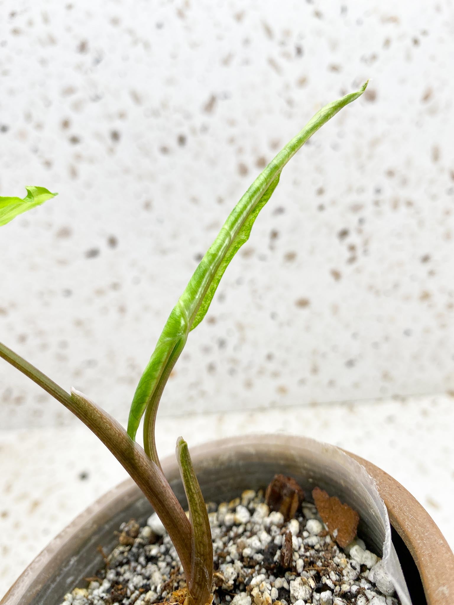 Syngonium Angustatum Variegated 2 Leaves Multiple Nodes 1 Sprout Rooted