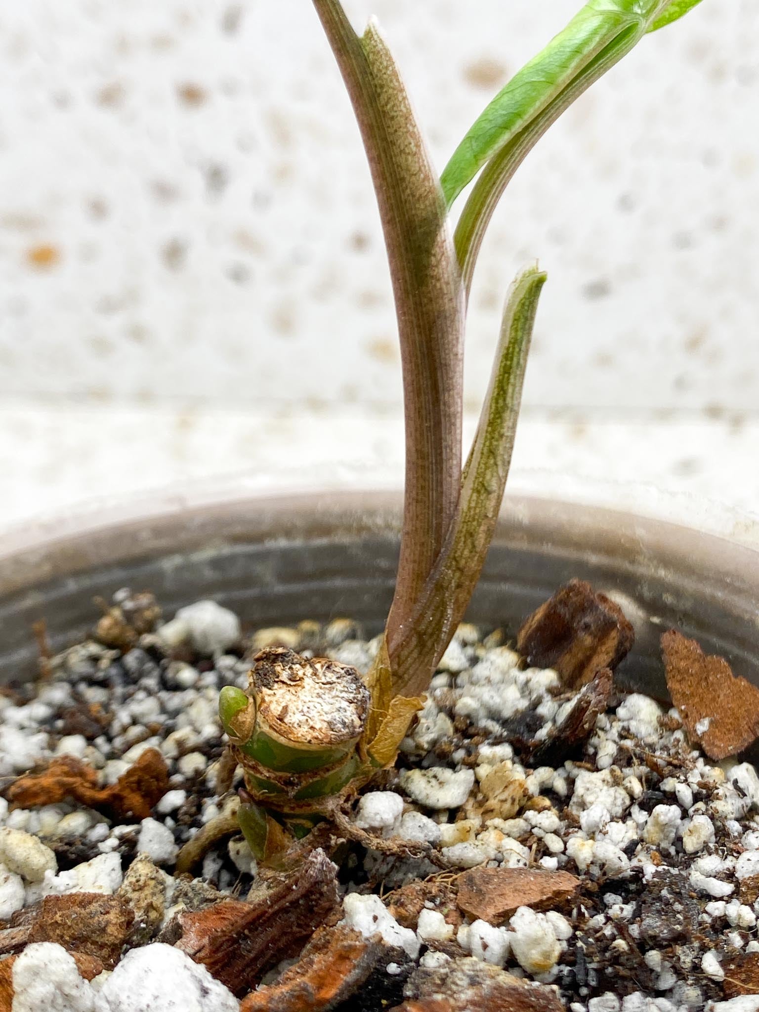 Syngonium Angustatum Variegated 2 Leaves Multiple Nodes 1 Sprout Rooted