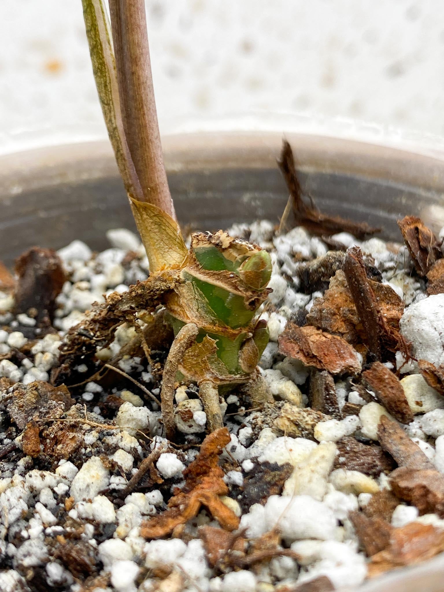 Syngonium Angustatum Variegated 2 Leaves Multiple Nodes 1 Sprout Rooted