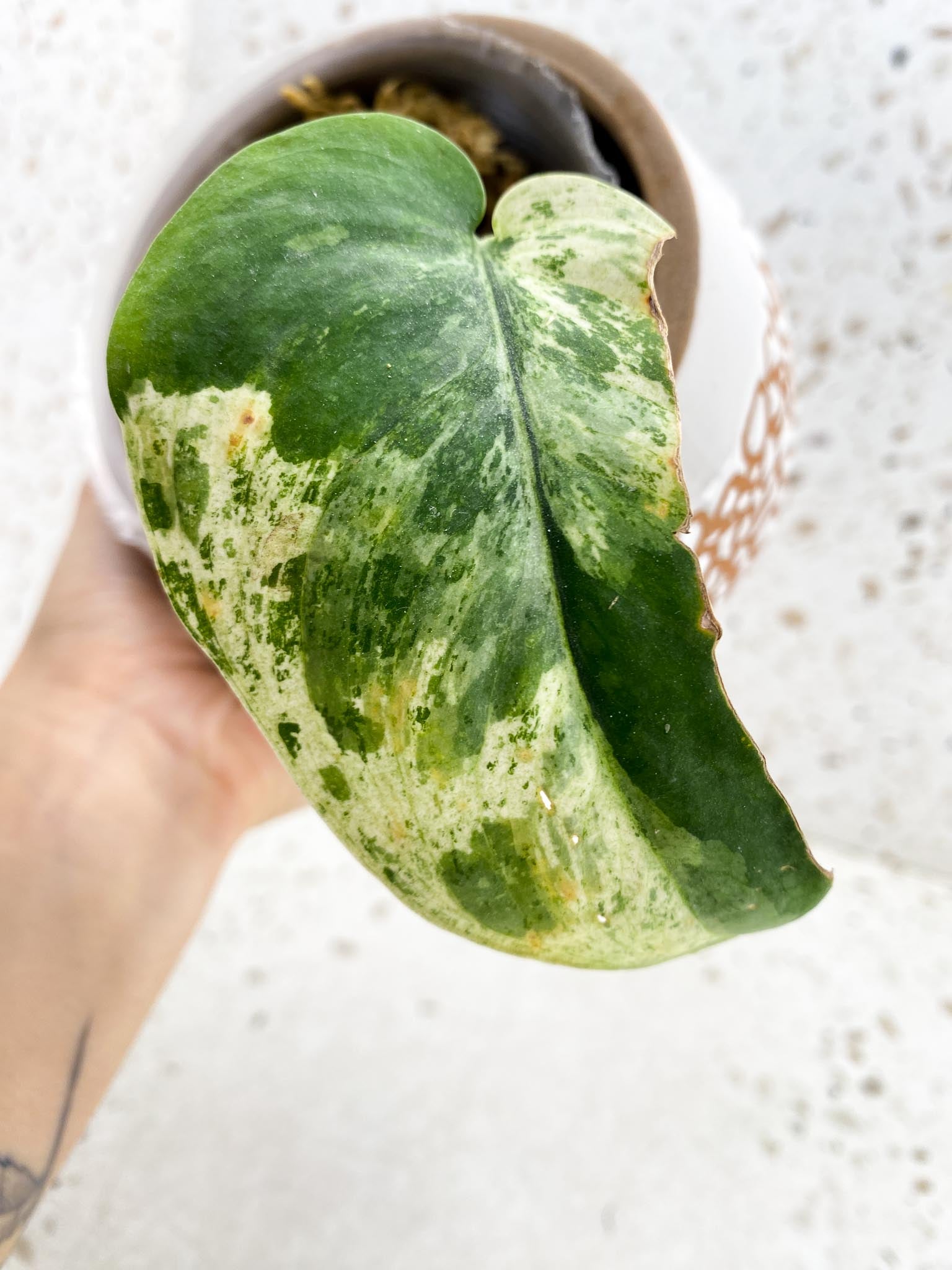 Scindapsus Dark Satin Variegated 1 Leaf 2 Nodes 1 Sprout Rooted
