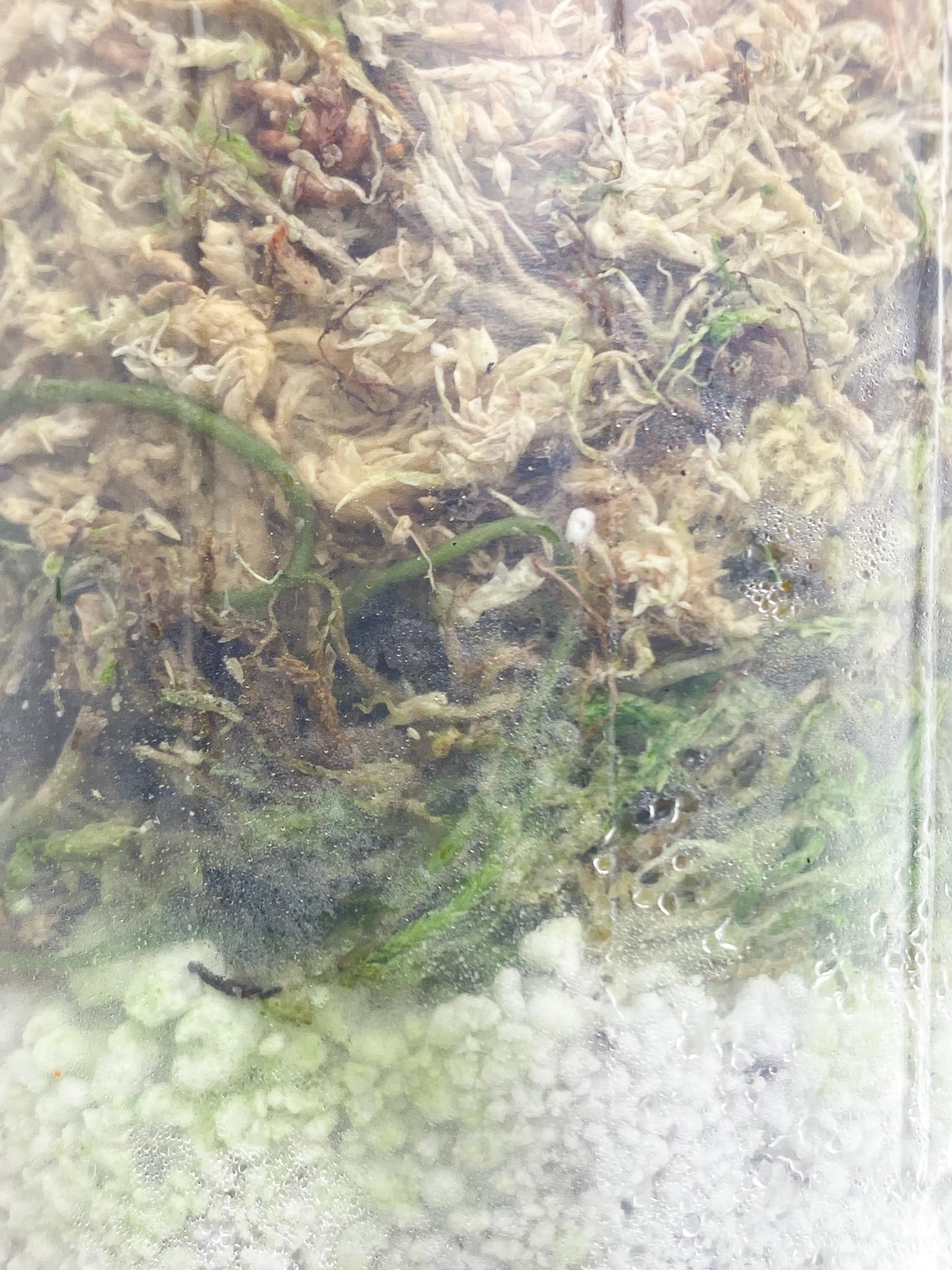 Scindapsus Dark Satin Variegated 1 Leaf 2 Nodes 1 Sprout Rooted