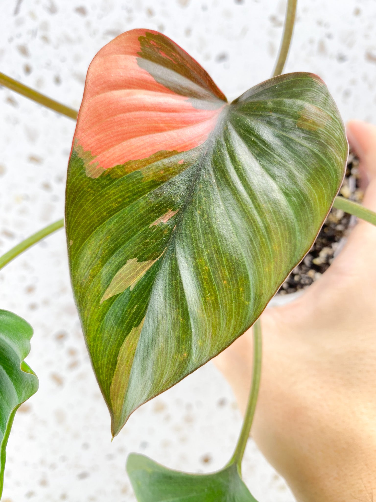 Homalomena Pink Diamond 5 leaf top cutting