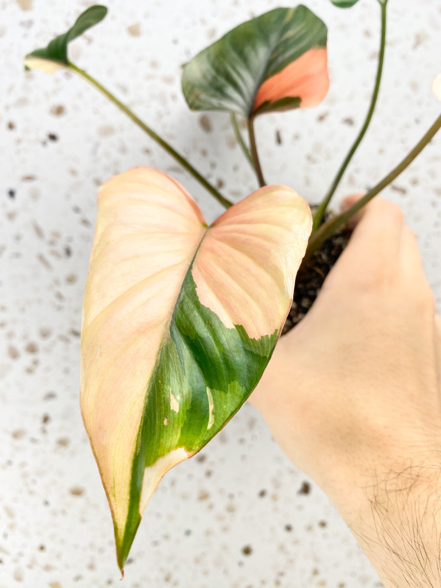 Homalomena Pink Diamond 5 leaf top cutting