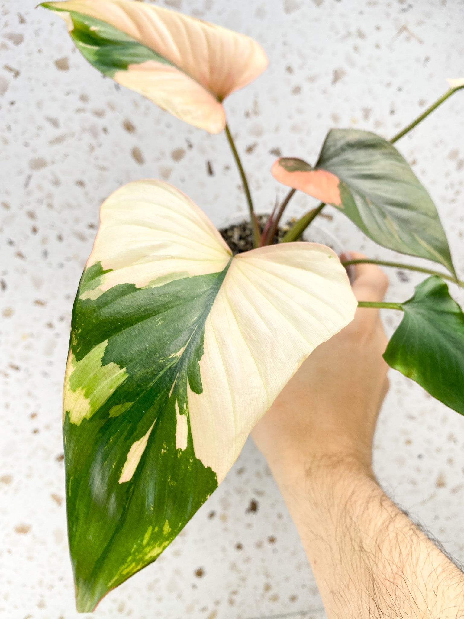 Homalomena Pink Diamond 5 leaf top cutting