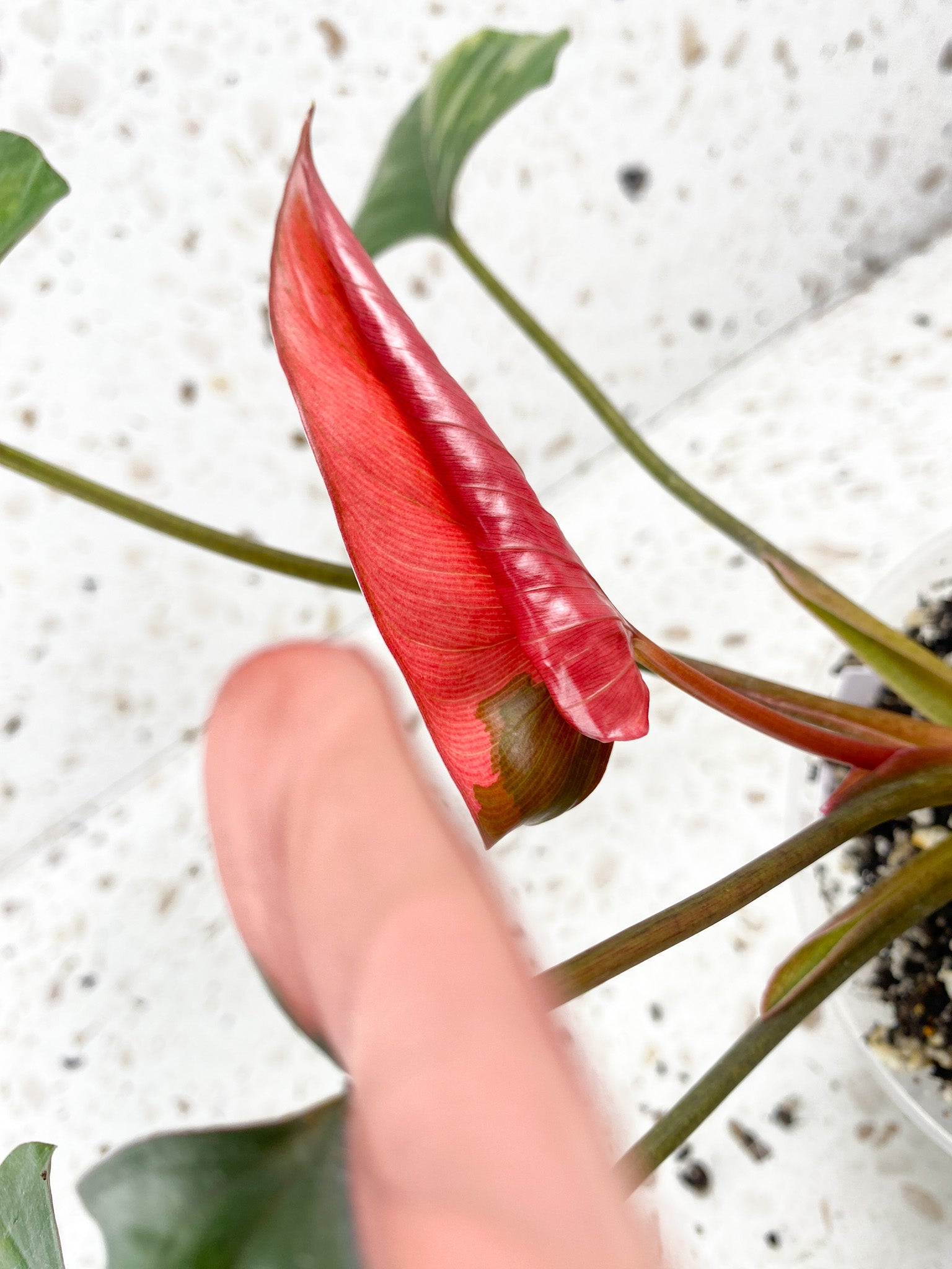 Homalomena Pink Diamond 6 leaf top cutting