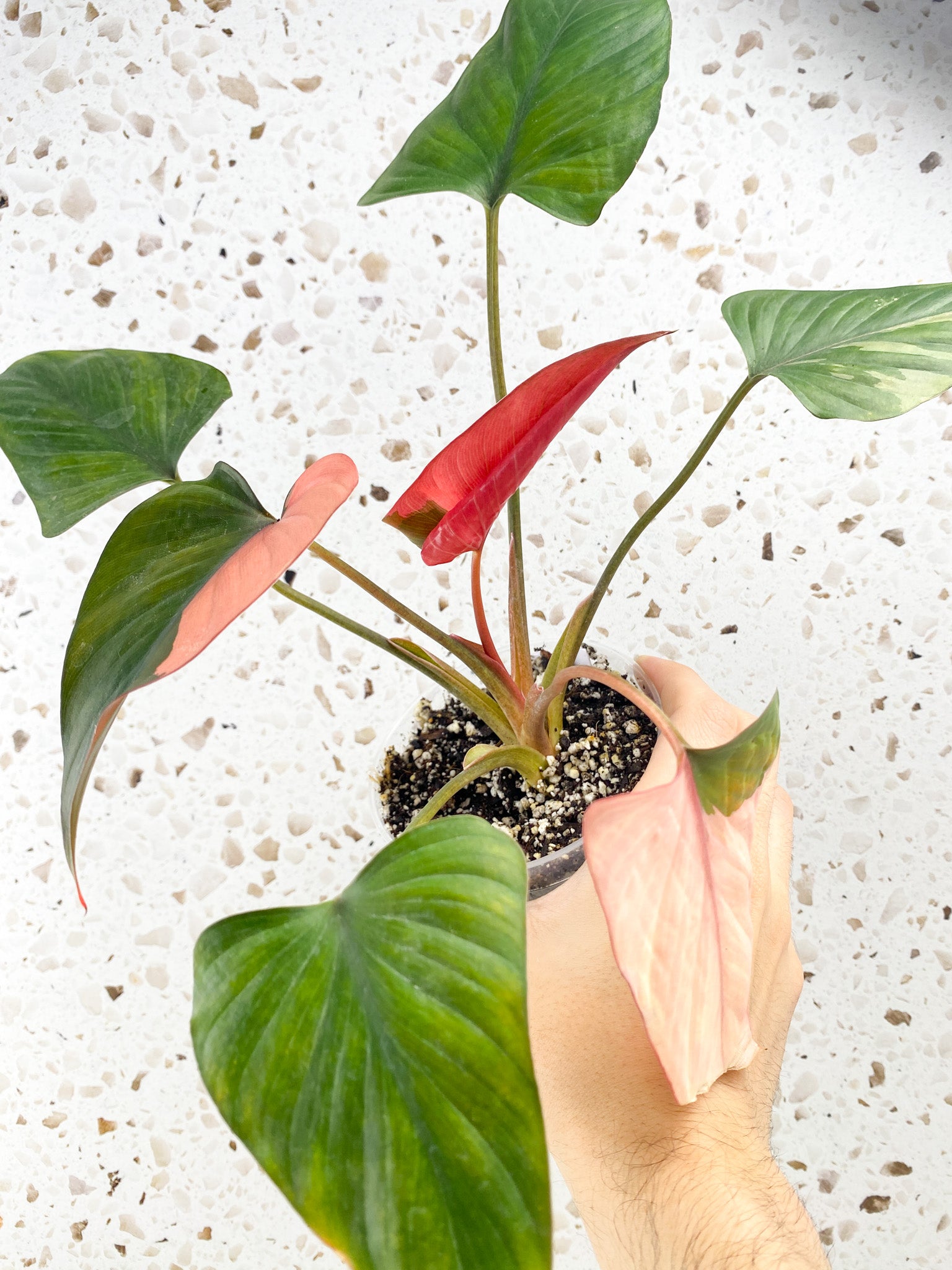 Homalomena Pink Diamond 6 leaf top cutting