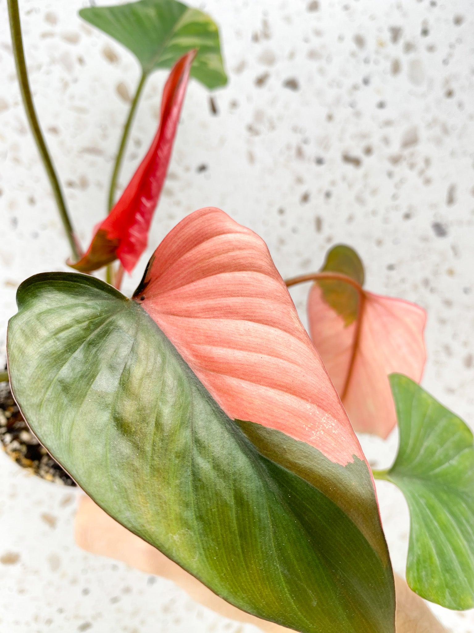 Homalomena Pink Diamond 6 leaf top cutting