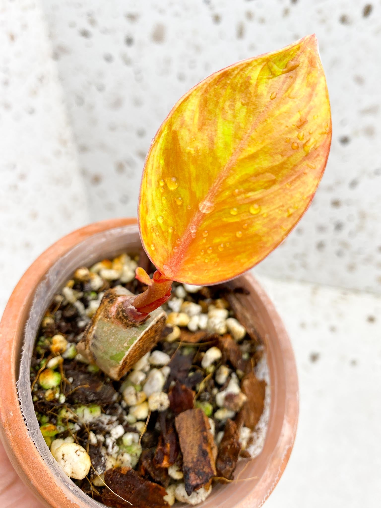 Philodendron Prince of Orange Variegated 1 Leaf 1 Node Rooted