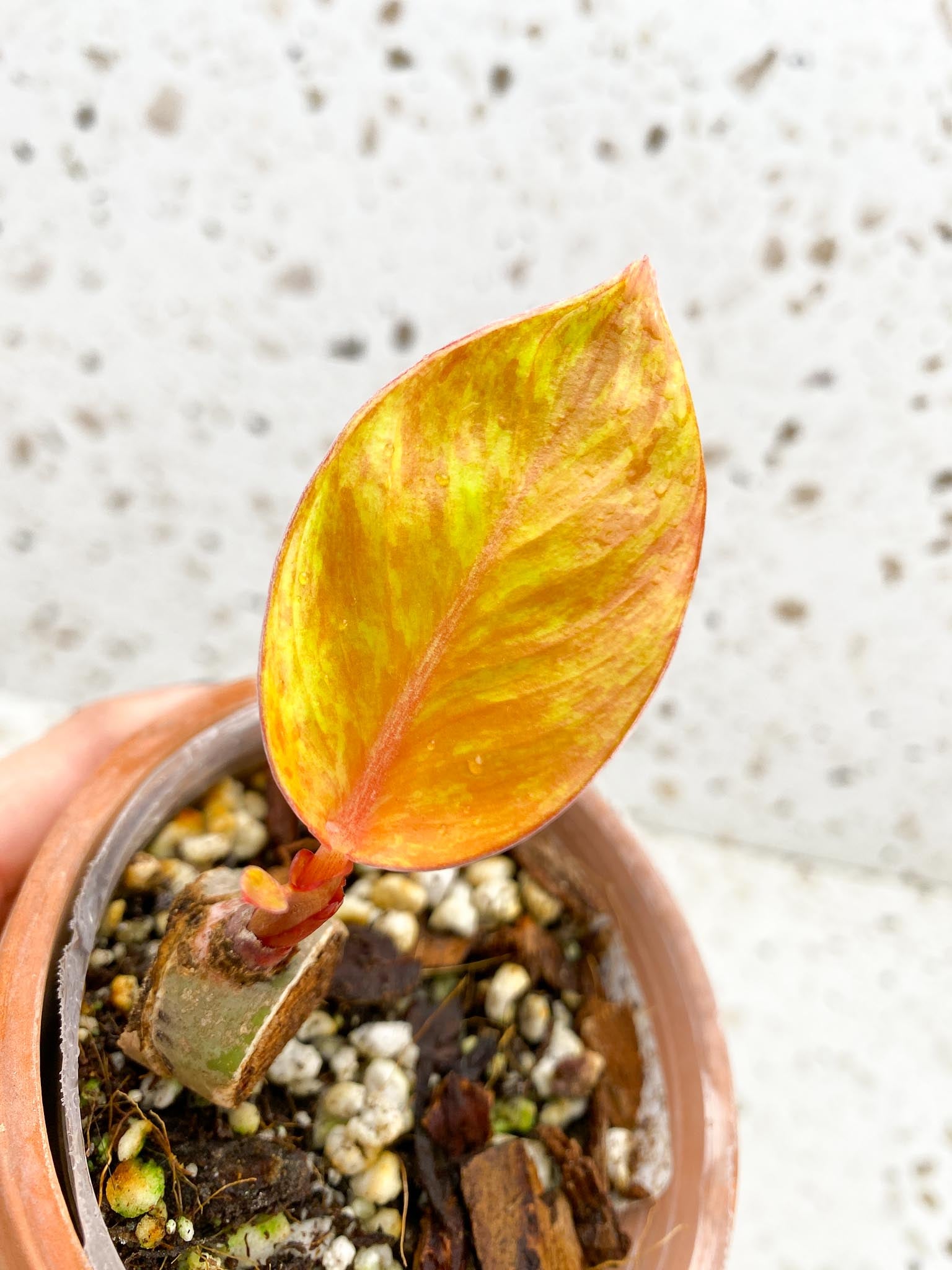 Philodendron Prince of Orange Variegated 1 Leaf 1 Node Rooted