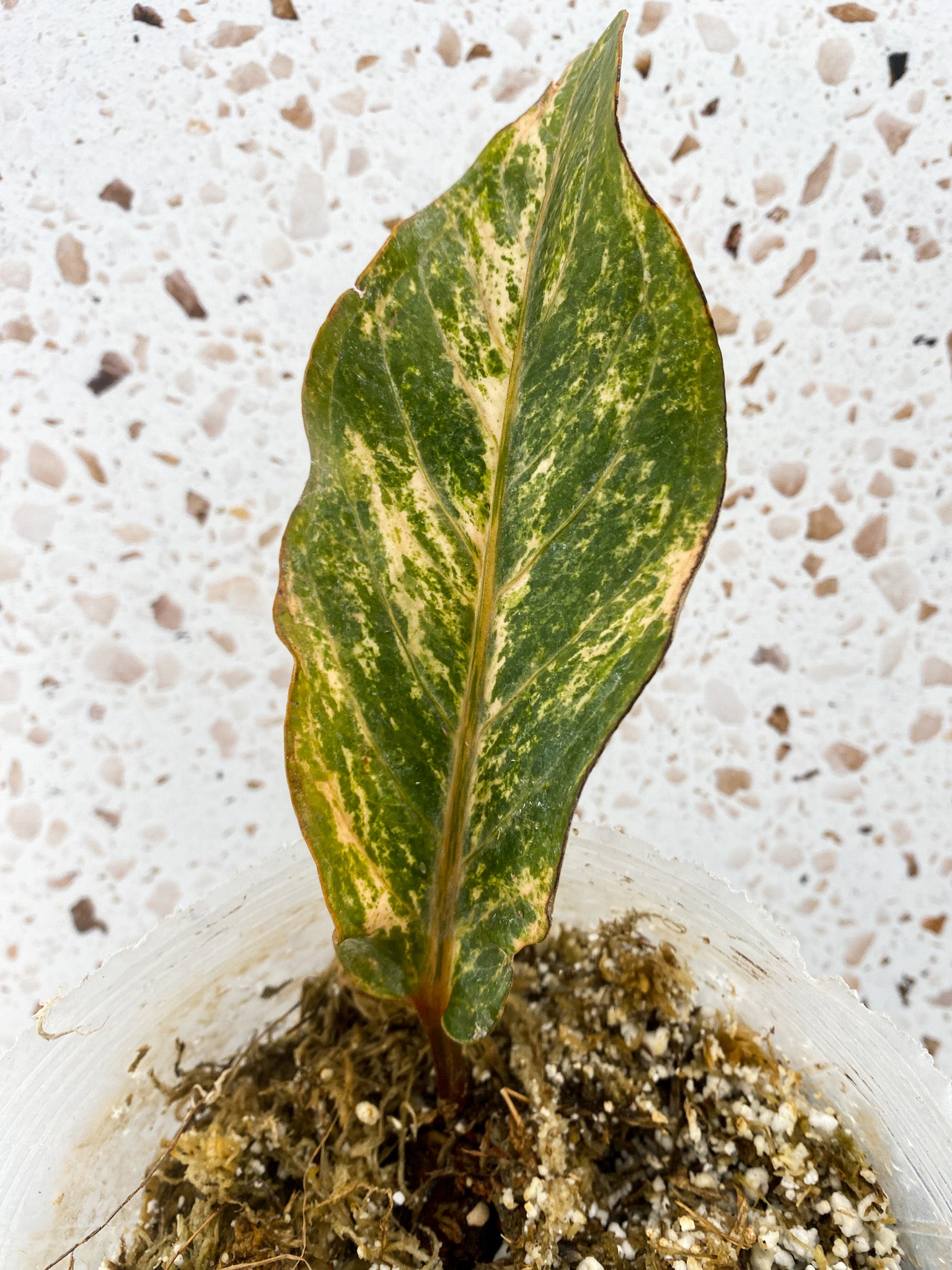 Anthurium Renaissance Variegated (pink dragon) 1 leaf rooted in moss