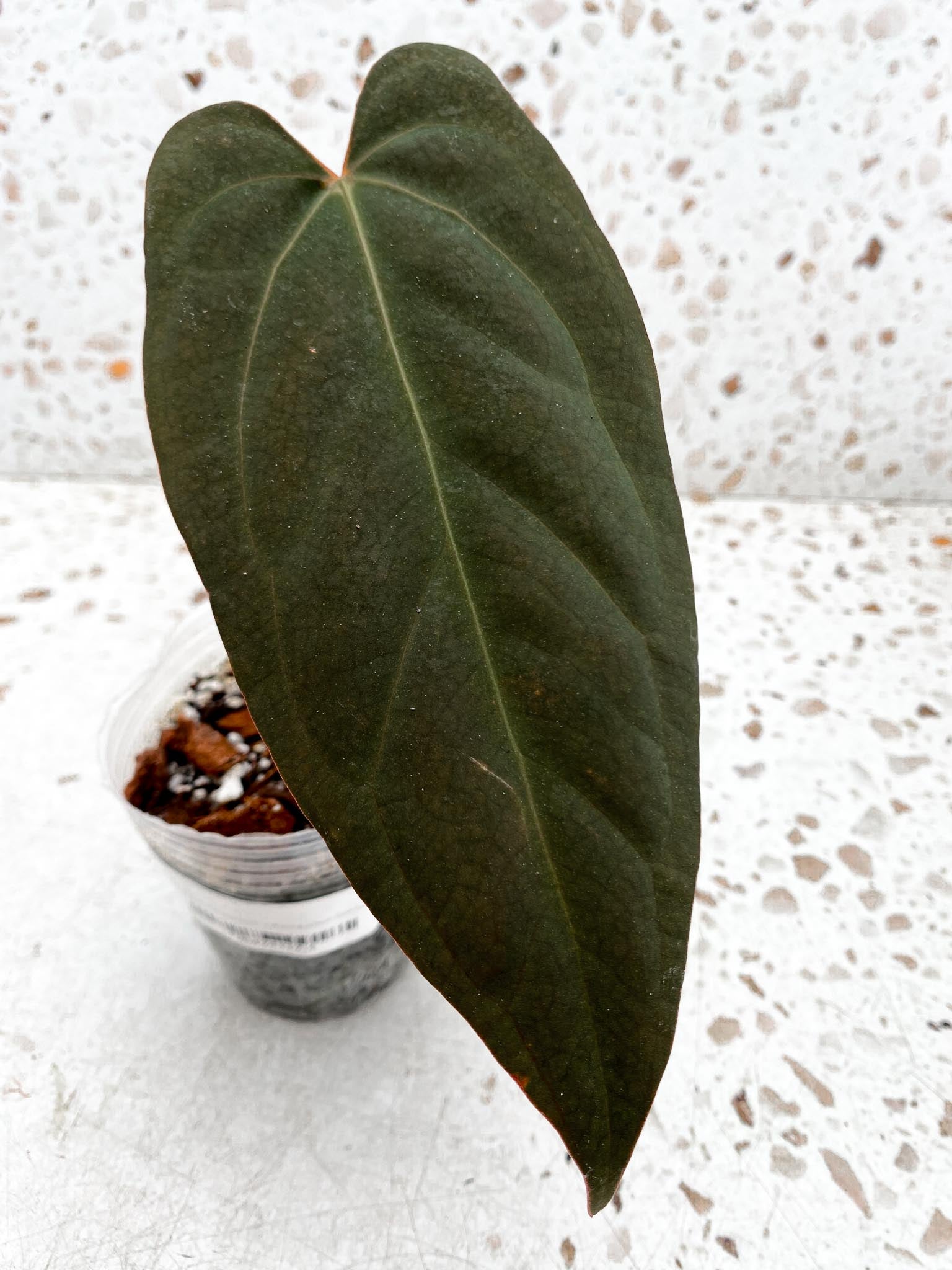 Anthurium Papillilaminum X Warocqueanum Dark form 1 Leaf Multiple Nodes 1 Sprout Rooted_