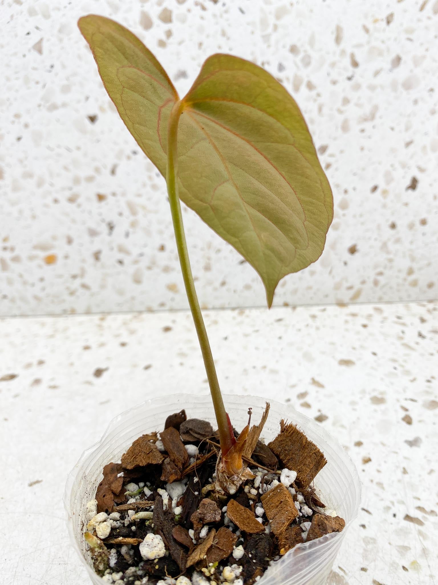 Anthurium Papillilaminum X Warocqueanum Dark form 1 Leaf Multiple Nodes 1 Sprout Rooted_