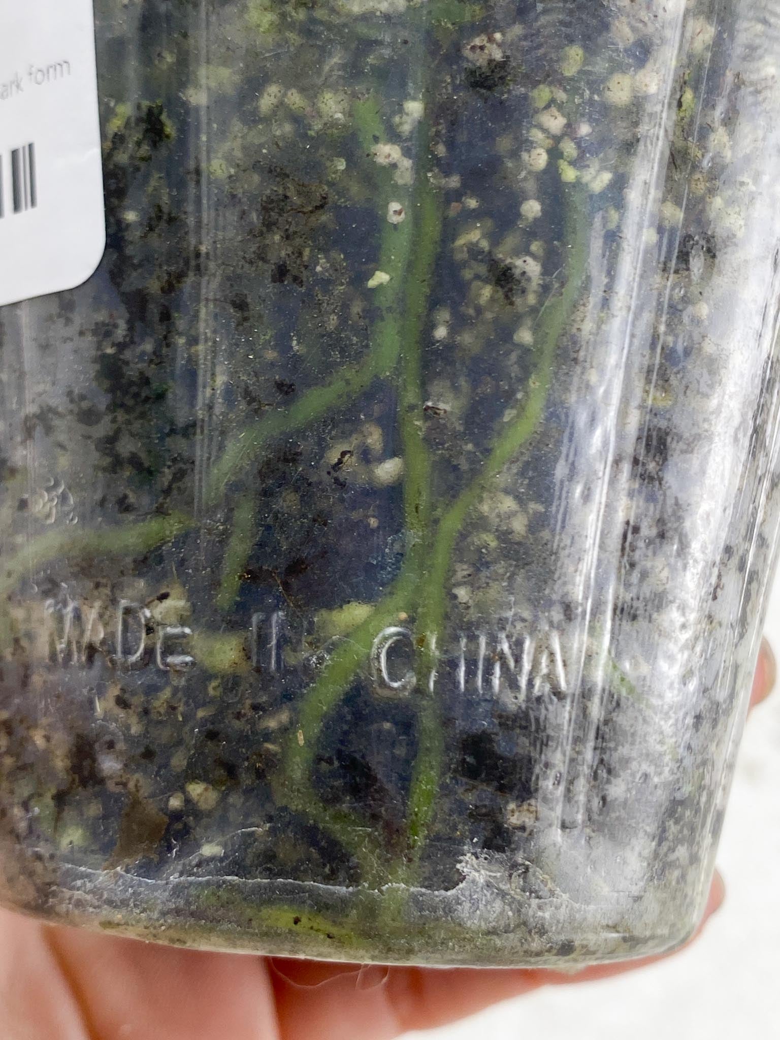 Anthurium Papillilaminum X Warocqueanum Dark form 1 Leaf Multiple Nodes 1 Sprout Rooted_