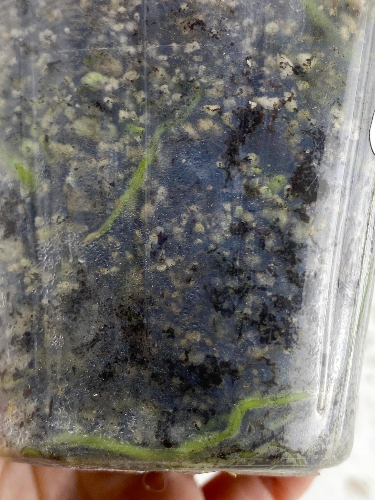 Anthurium Papillilaminum X Warocqueanum Dark form 1 Leaf Multiple Nodes 1 Sprout Rooted_