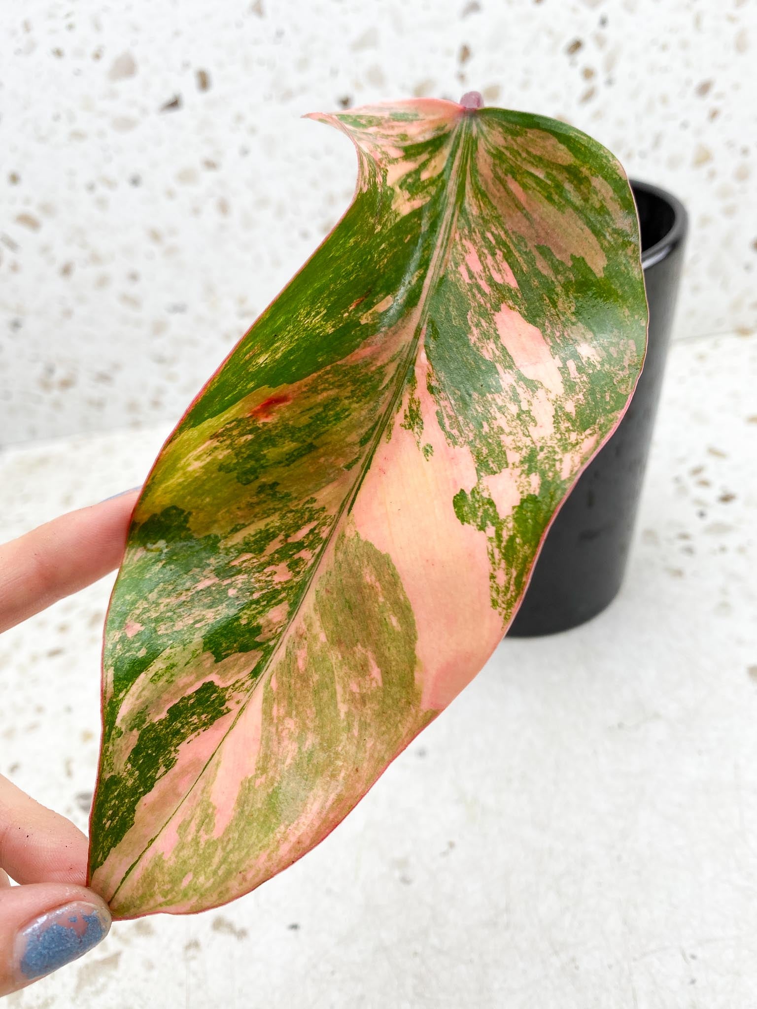 Philodendron Strawberry Shake Pink Hue 1 Leaf 1 Node Rooted