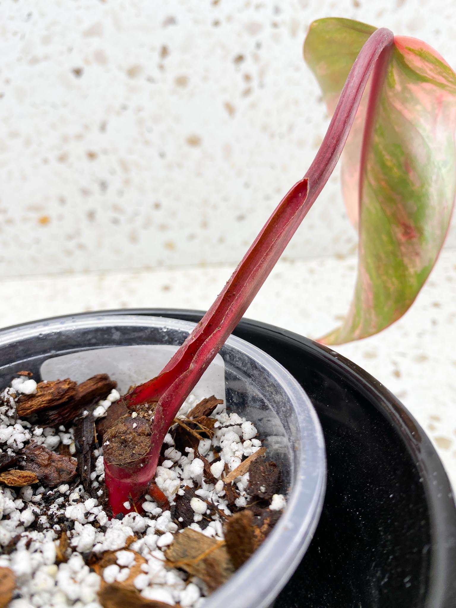 Philodendron Strawberry Shake Pink Hue 1 Leaf 1 Node Rooted