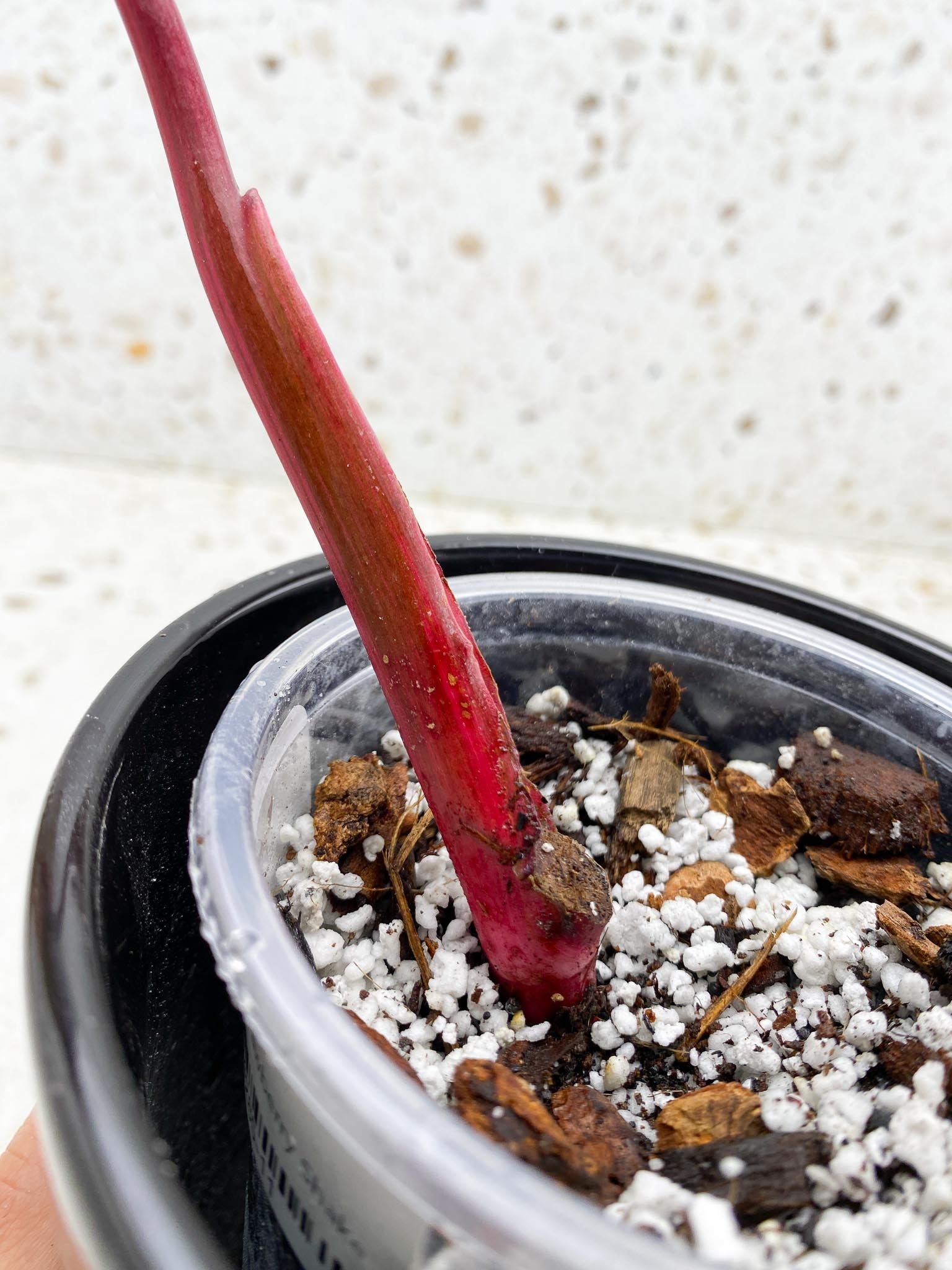Philodendron Strawberry Shake Pink Hue 1 Leaf 1 Node Rooted