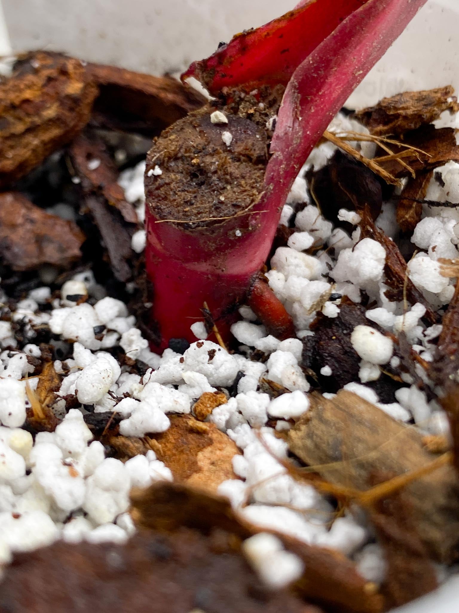 Philodendron Strawberry Shake Pink Hue 1 Leaf 1 Node Rooted