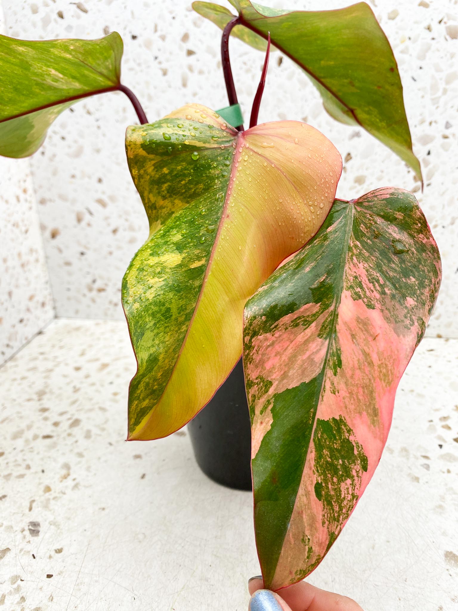 Philodendron Strawberry Shake Pink Hue 4 Leaves 5 Nodes 1 Sprout Top Cutting Highly Variegated Rooted