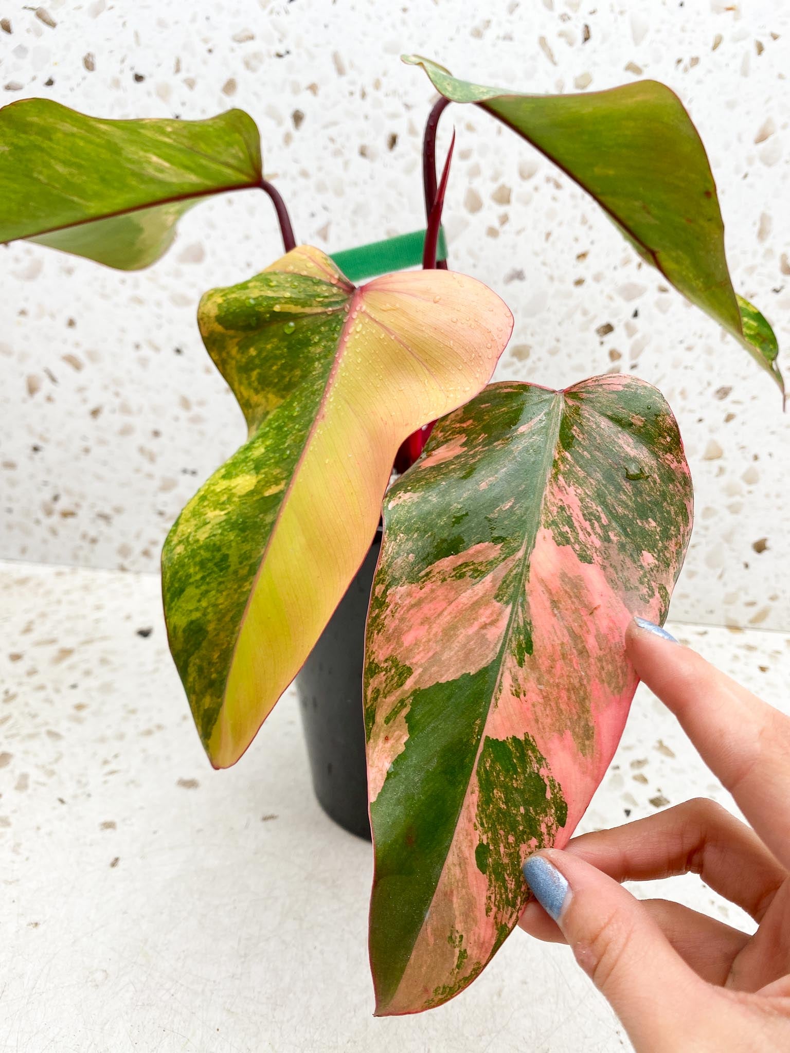 Philodendron Strawberry Shake Pink Hue 4 Leaves 5 Nodes 1 Sprout Top Cutting Highly Variegated Rooted