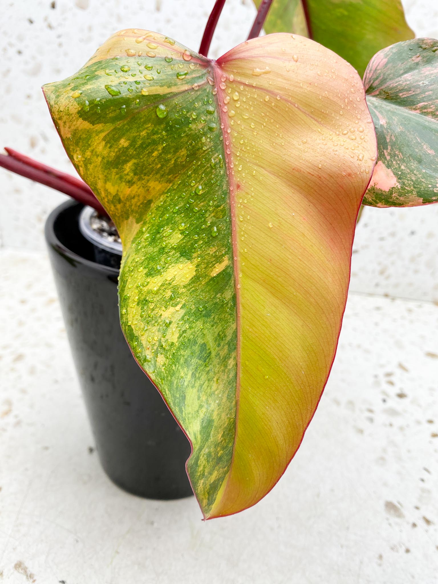 Philodendron Strawberry Shake Pink Hue 4 Leaves 5 Nodes 1 Sprout Top Cutting Highly Variegated Rooted
