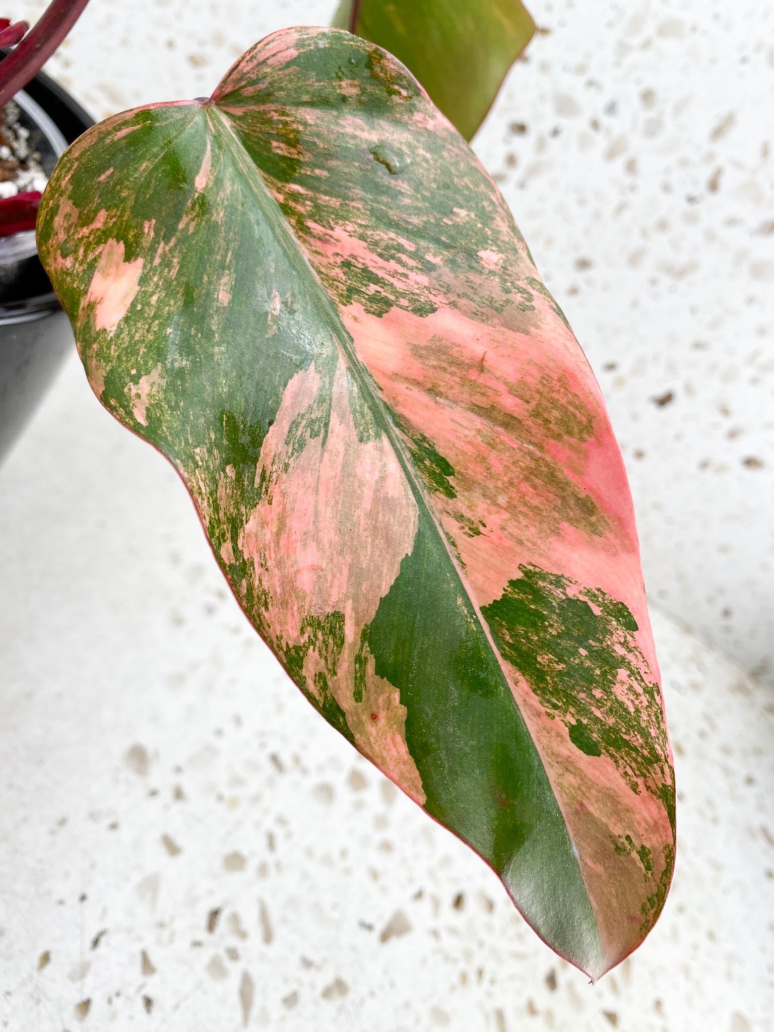 Philodendron Strawberry Shake Pink Hue 4 Leaves 5 Nodes 1 Sprout Top Cutting Highly Variegated Rooted
