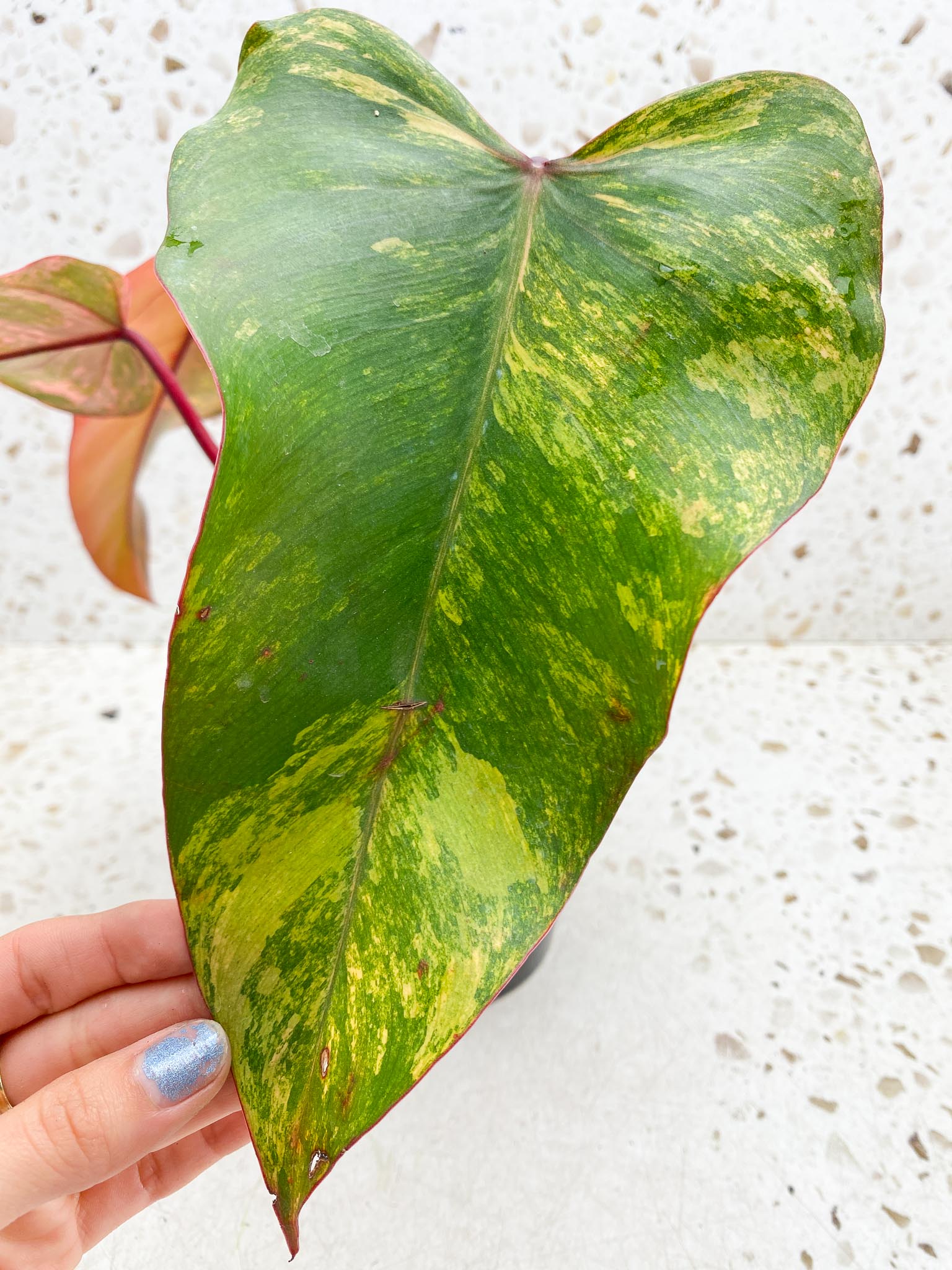 Philodendron Strawberry Shake Pink Hue 4 Leaves 5 Nodes 1 Sprout Top Cutting Highly Variegated Rooted