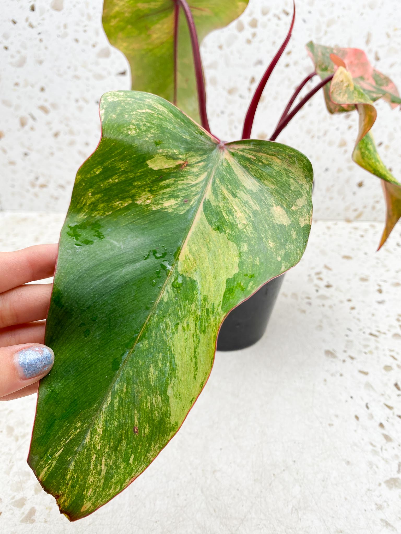 Philodendron Strawberry Shake Pink Hue 4 Leaves 5 Nodes 1 Sprout Top Cutting Highly Variegated Rooted