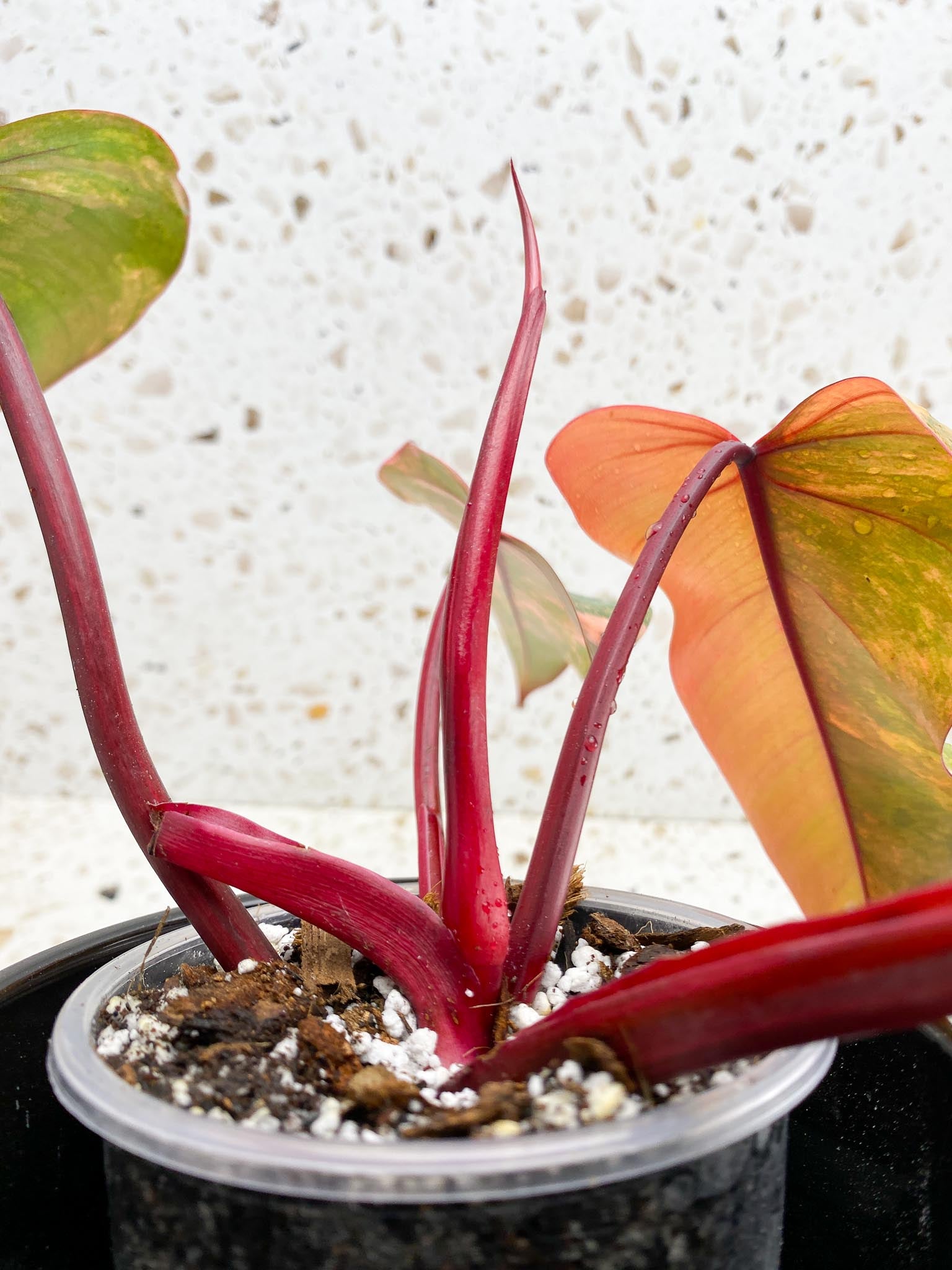 Philodendron Strawberry Shake Pink Hue 4 Leaves 5 Nodes 1 Sprout Top Cutting Highly Variegated Rooted