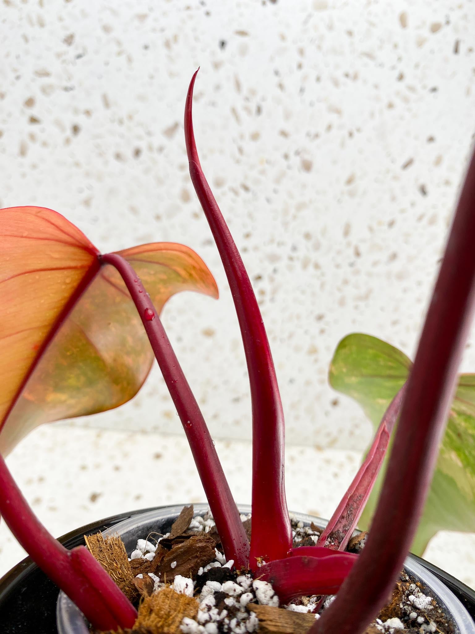 Philodendron Strawberry Shake Pink Hue 4 Leaves 5 Nodes 1 Sprout Top Cutting Highly Variegated Rooted