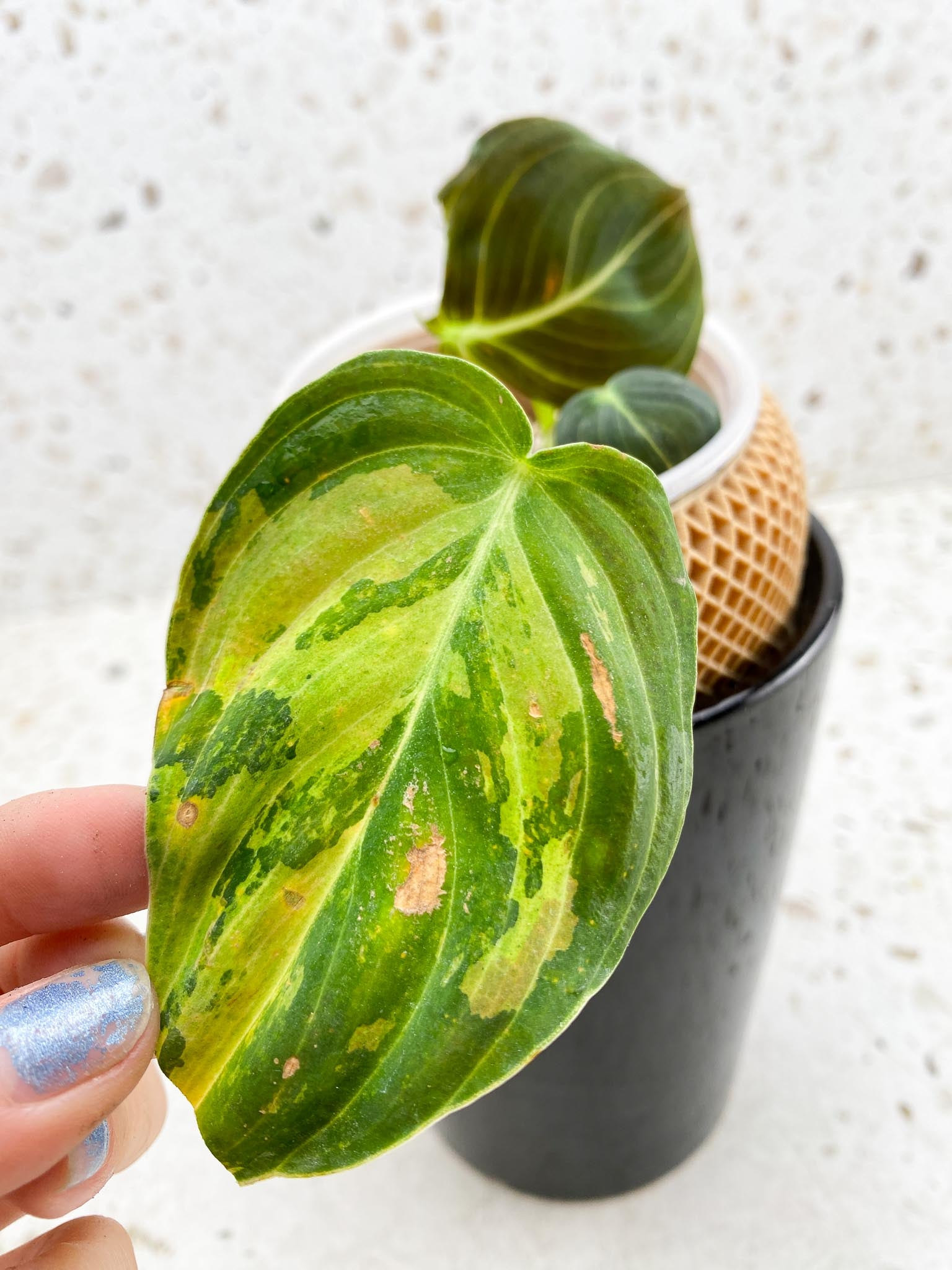 Philodendron Melanochrysum Variegated 3 Leaves Multiple Nodes 1 Sprout Rooted